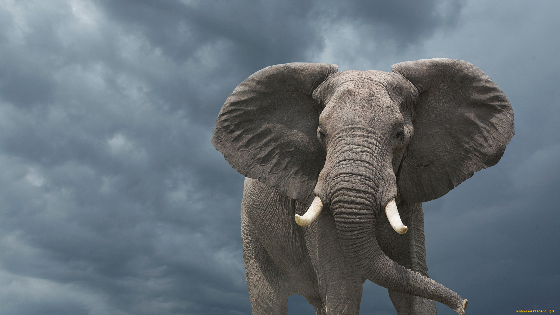 животные, слоны, слон, африка, слоновые, хоботные, млекопитающие