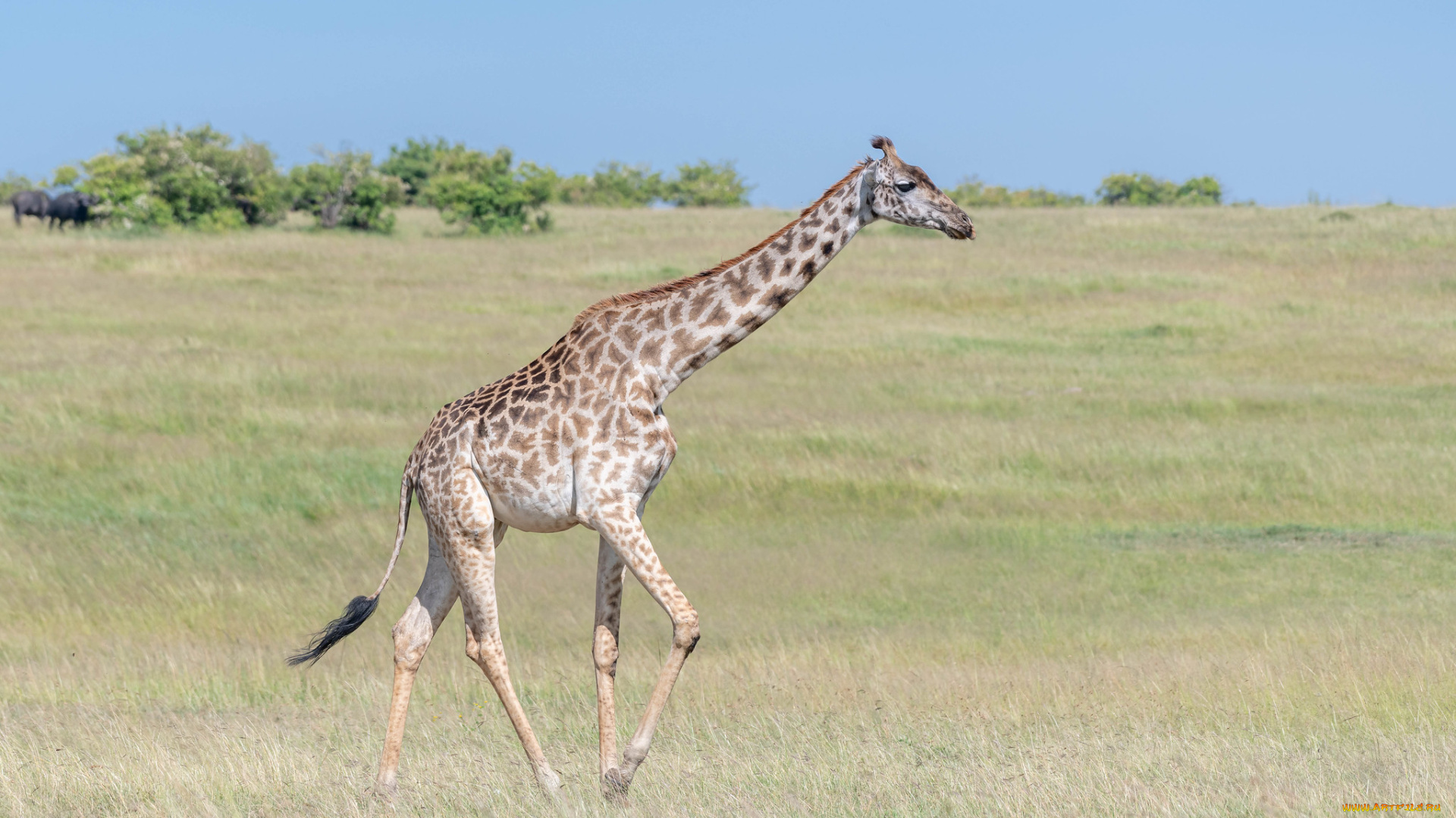 животные, жирафы, жираф, савана, млекопитающие, парнокопытные, жирафовые, шея, африка
