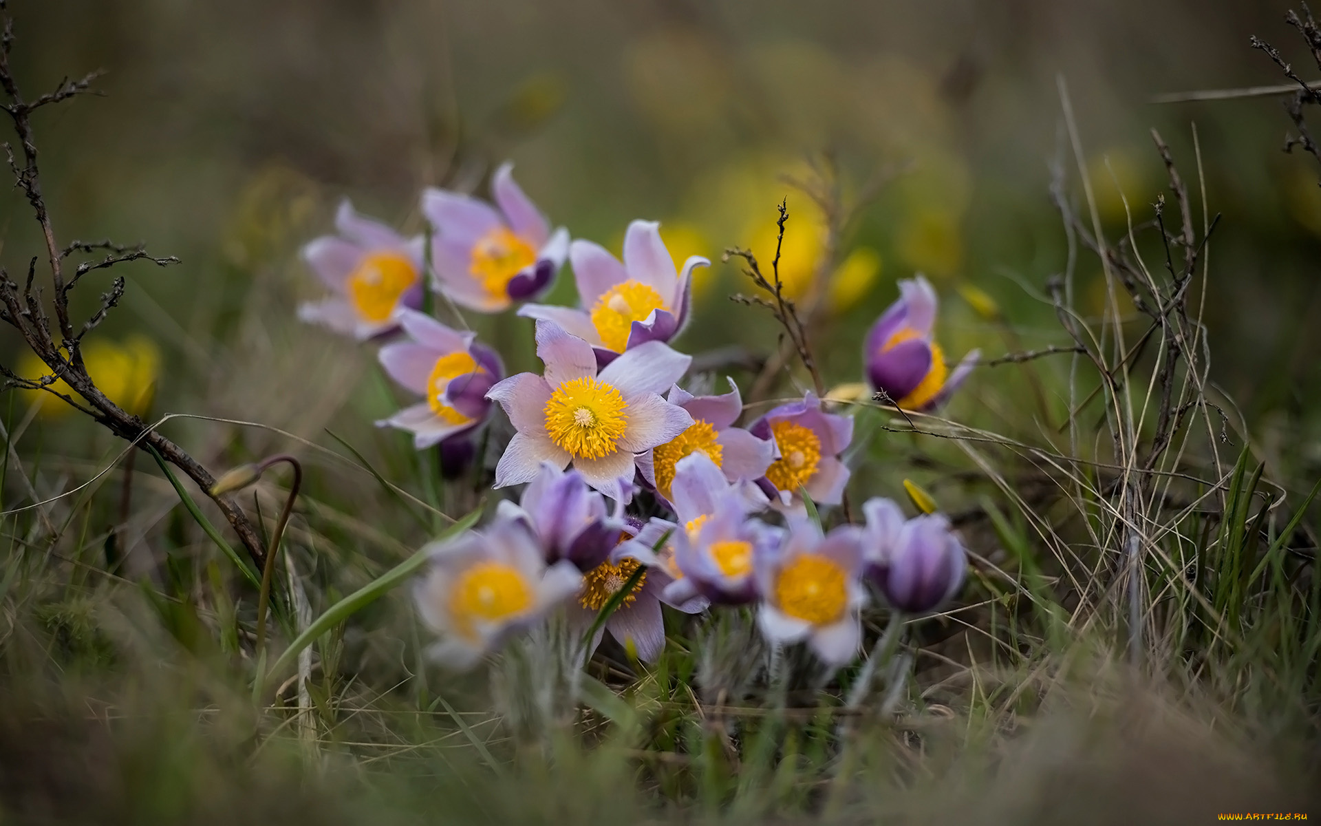 цветы, анемоны, , сон-трава, сон-трава