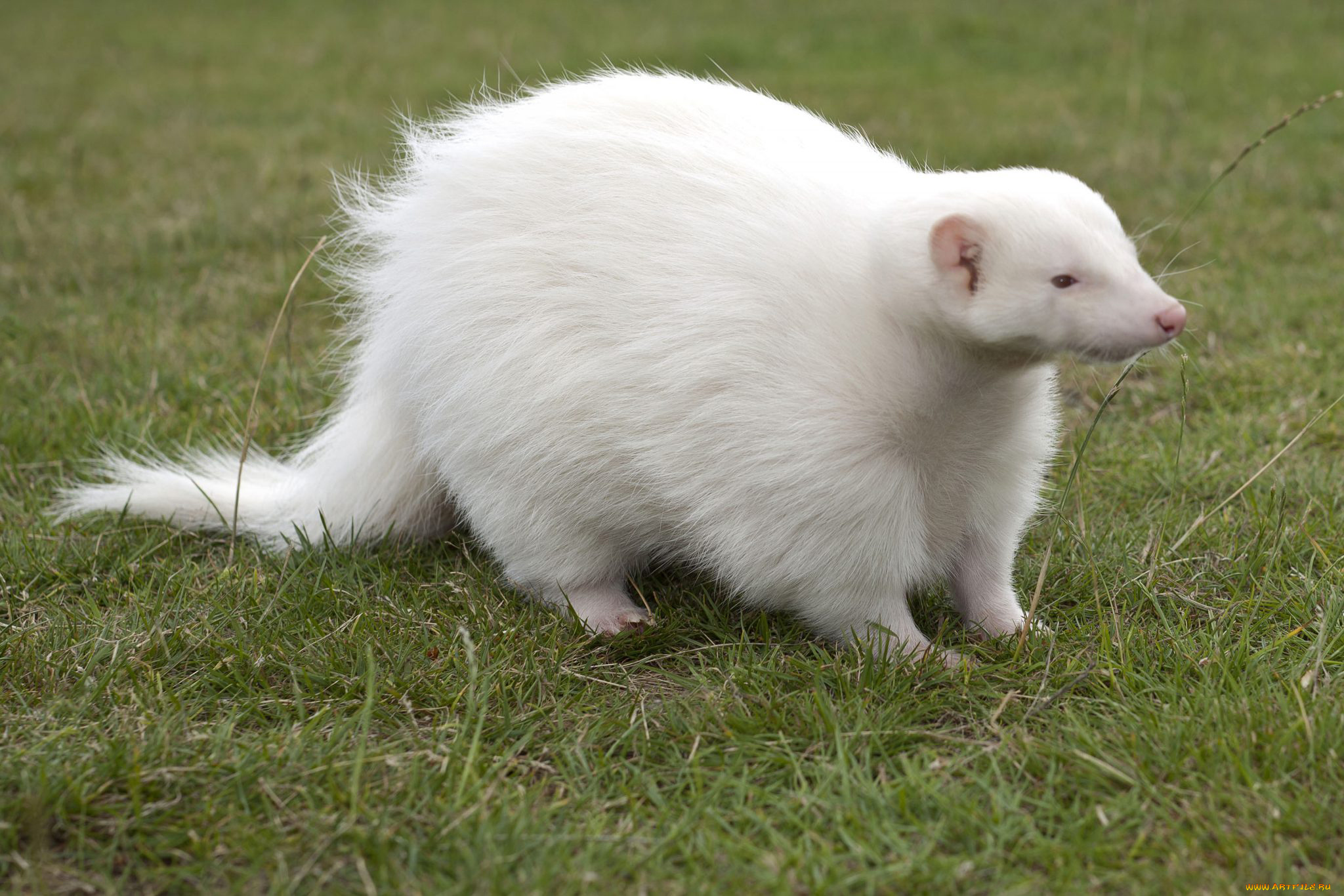 росомаха, альбинос, животные, росомахи, росомаха, альбинос, белая, аномалия, животное, хищник, млекопитающее, куньи, опасное, мех, когти