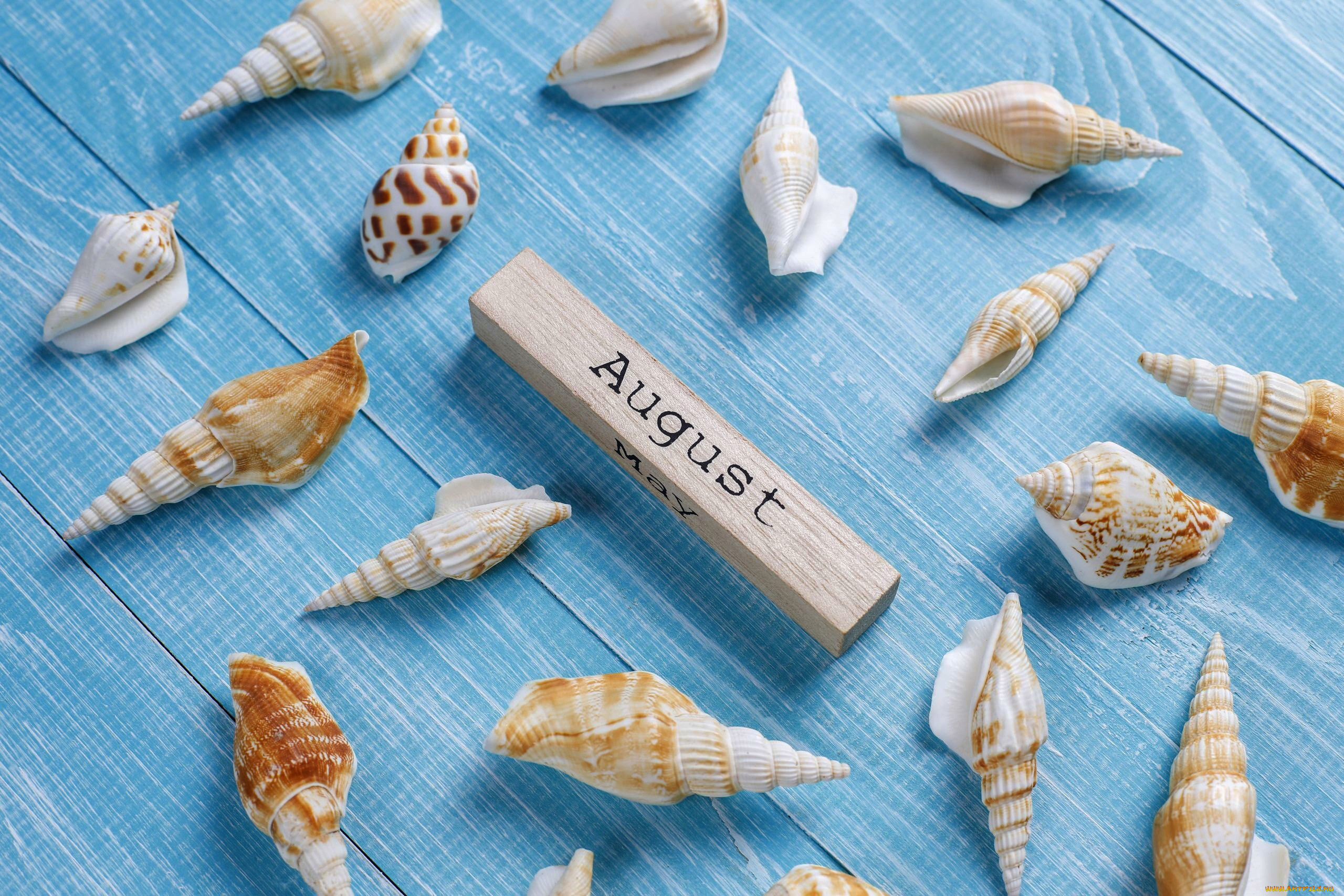 разное, ракушки, , кораллы, , декоративные, и, spa-камни