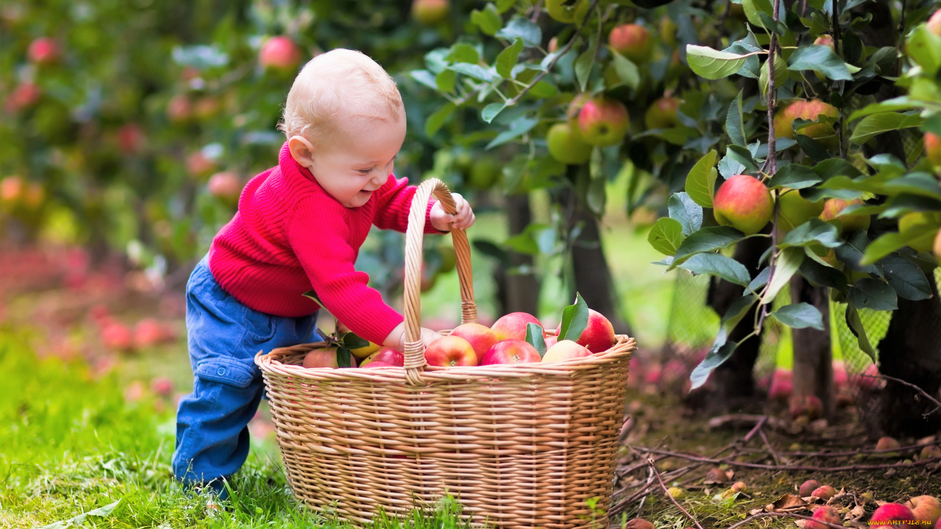 разное, дети, мальчик, корзина, яблоки