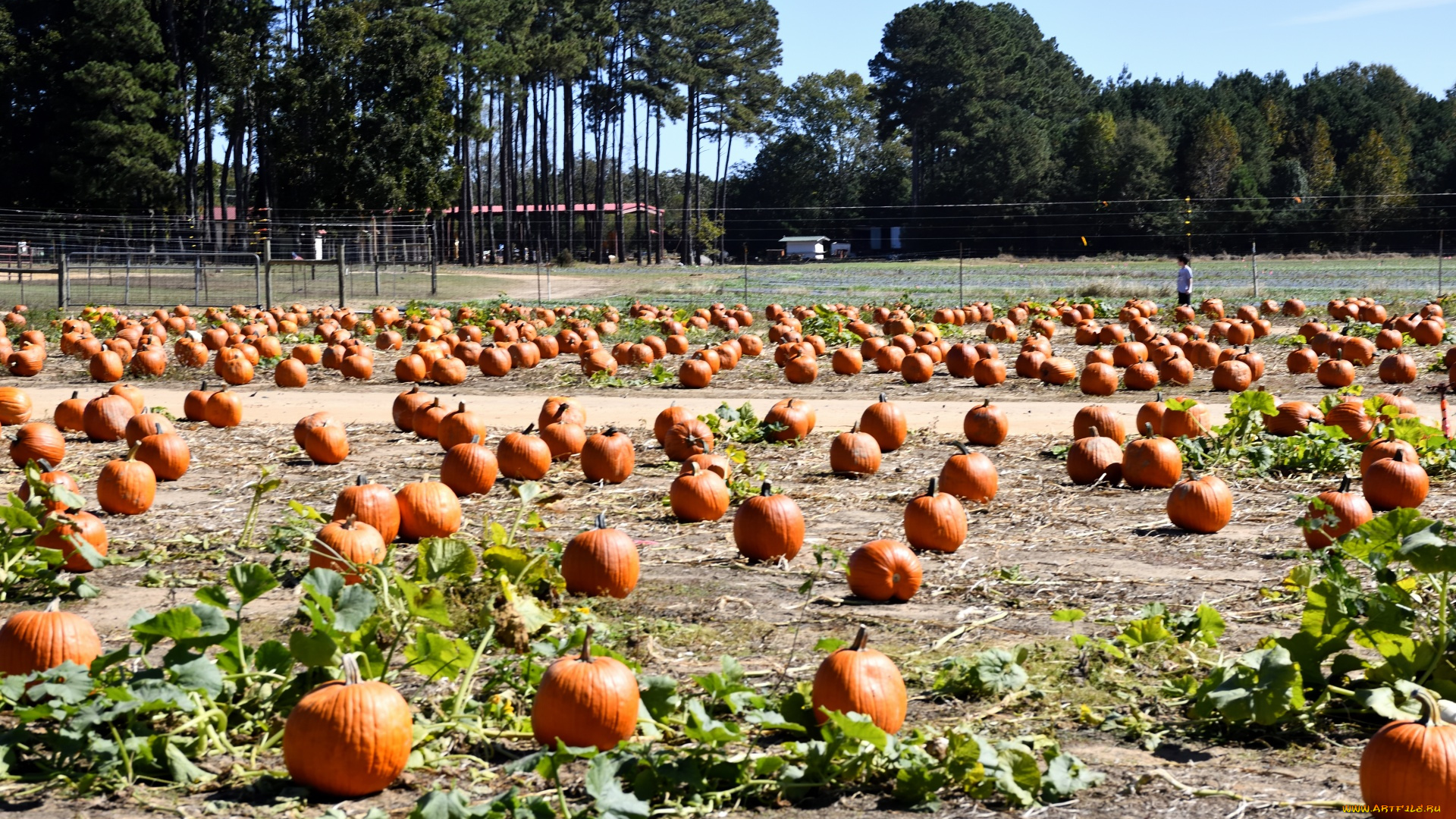 еда, тыква, поле, тыквы, урожай, много