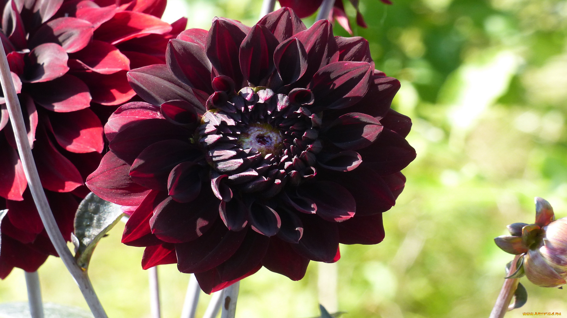 цветы, георгины, макро, георгин, бордо