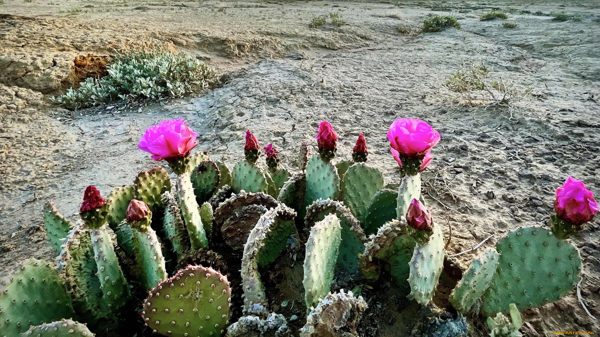 цветы, кактусы, пустыня, колючки