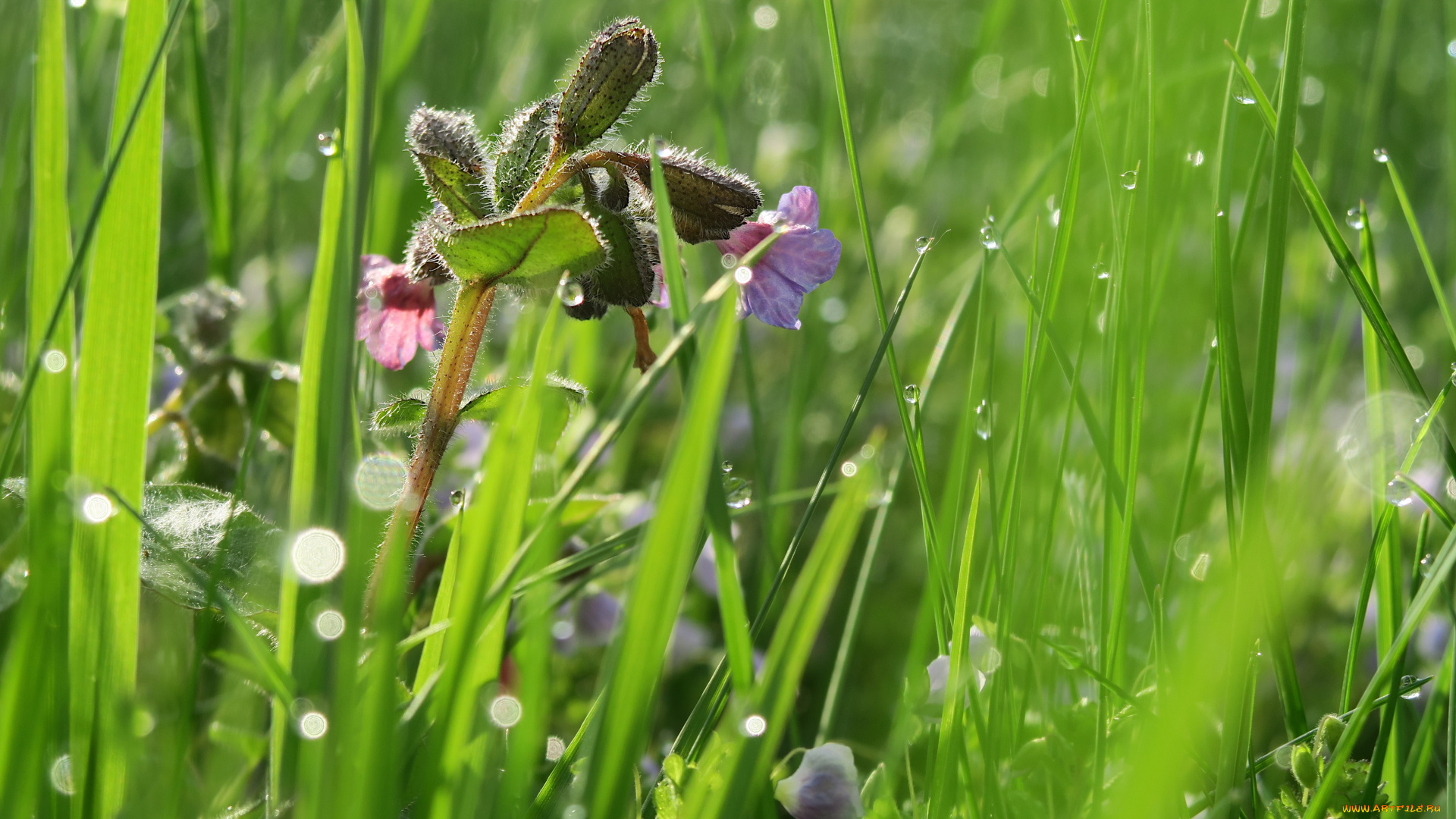 цветы, луговые, , полевые, , цветы, луг
