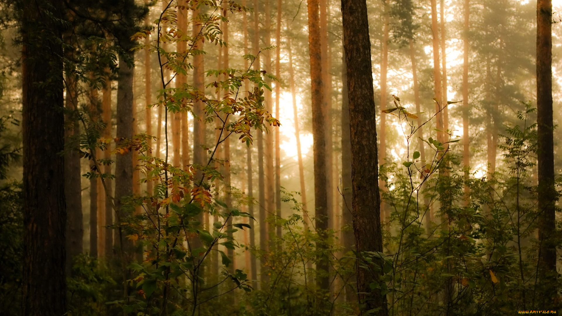 природа, лес, деревья, туман