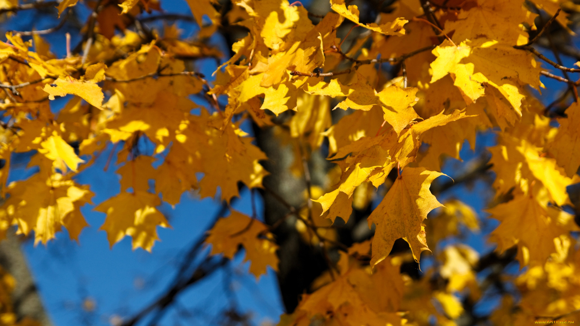 природа, листья, дерево, клен, осень