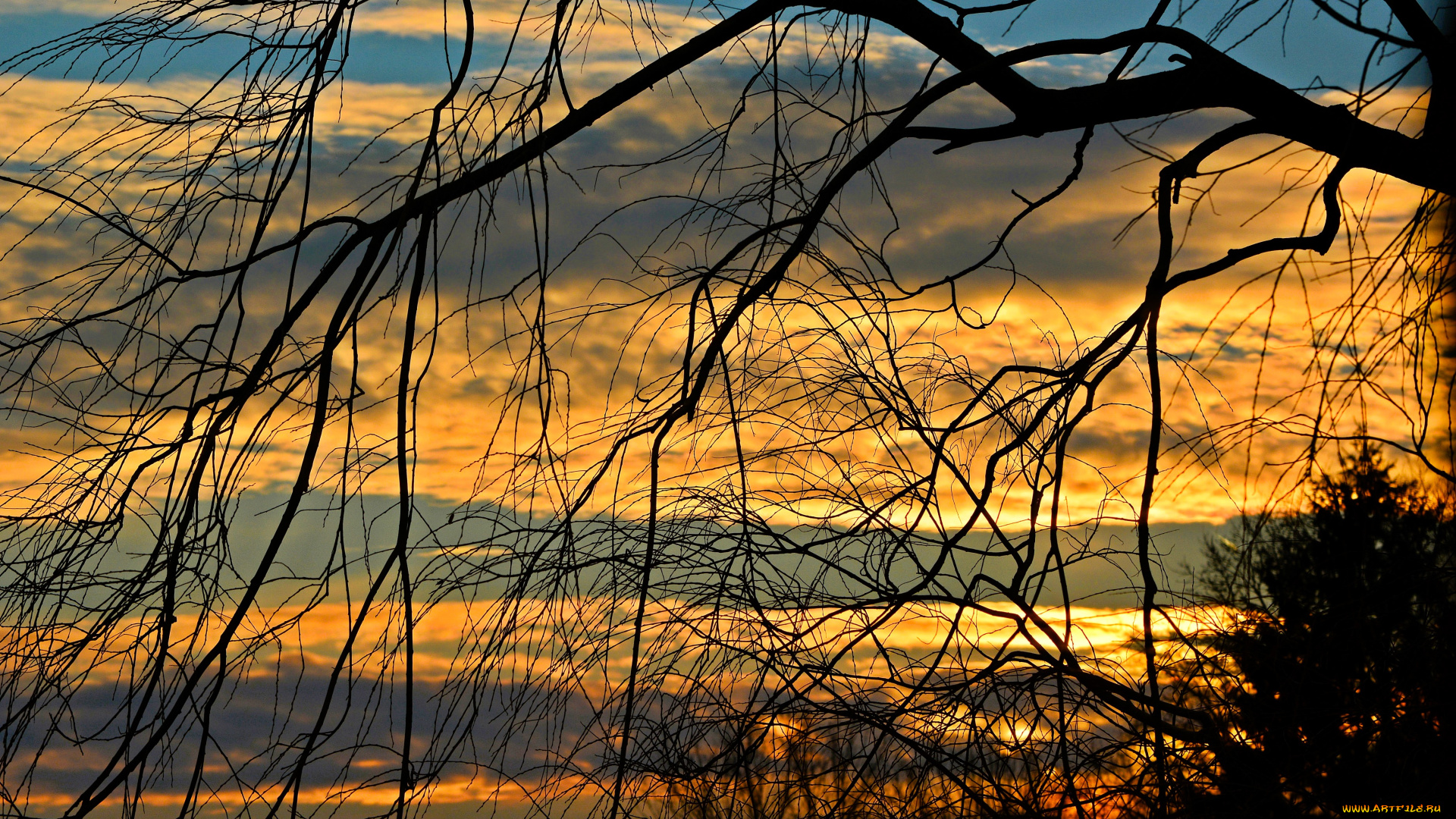 природа, восходы, закаты, деревья, ветки, небо, закат