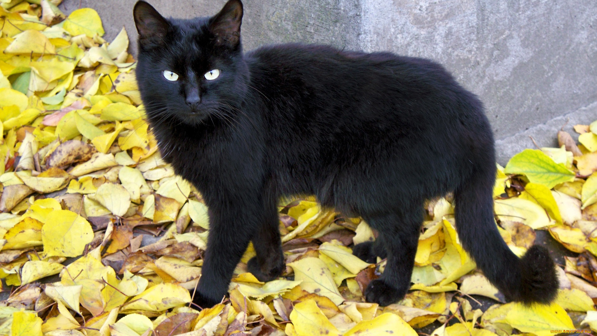 животные, коты, кот, черный, листья, осень, угол