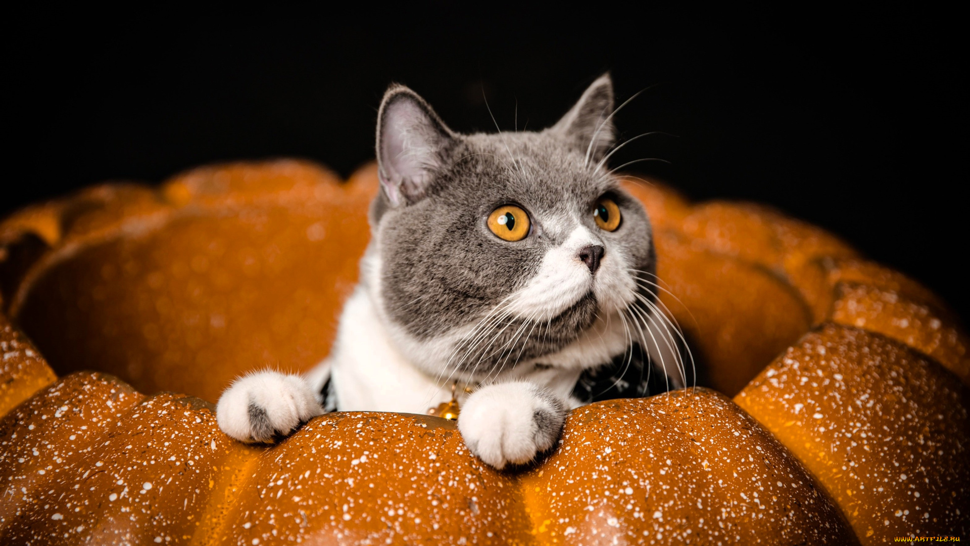 животные, коты, кот, тыква