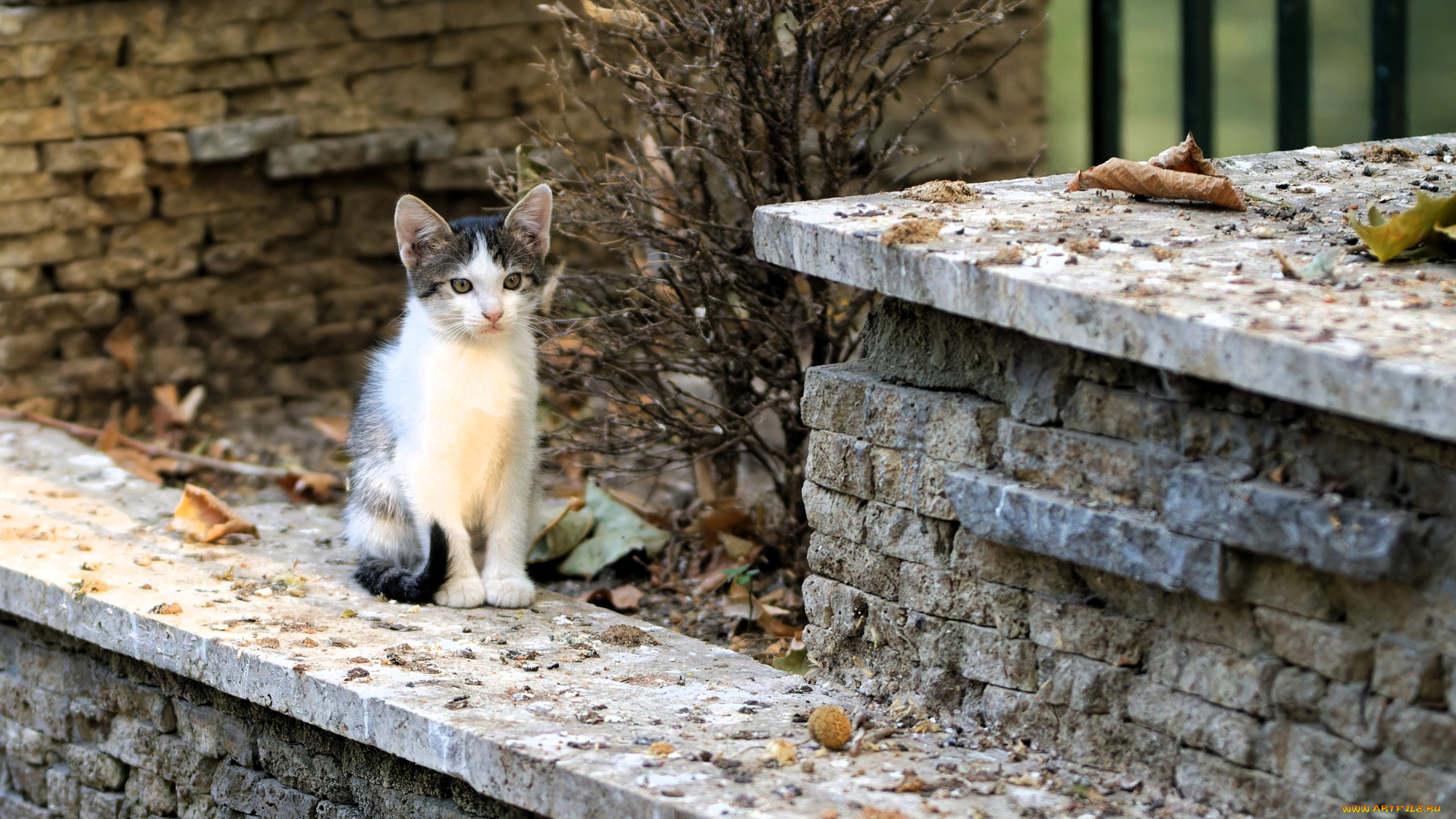 животные, коты, котенок, развалины, листья, осень
