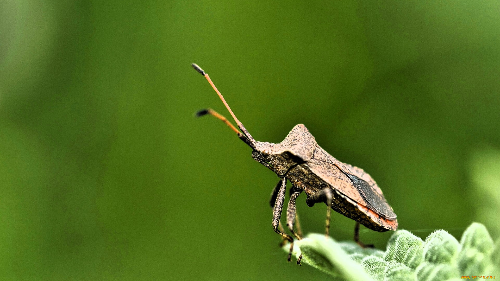 животные, насекомые, жук, лист