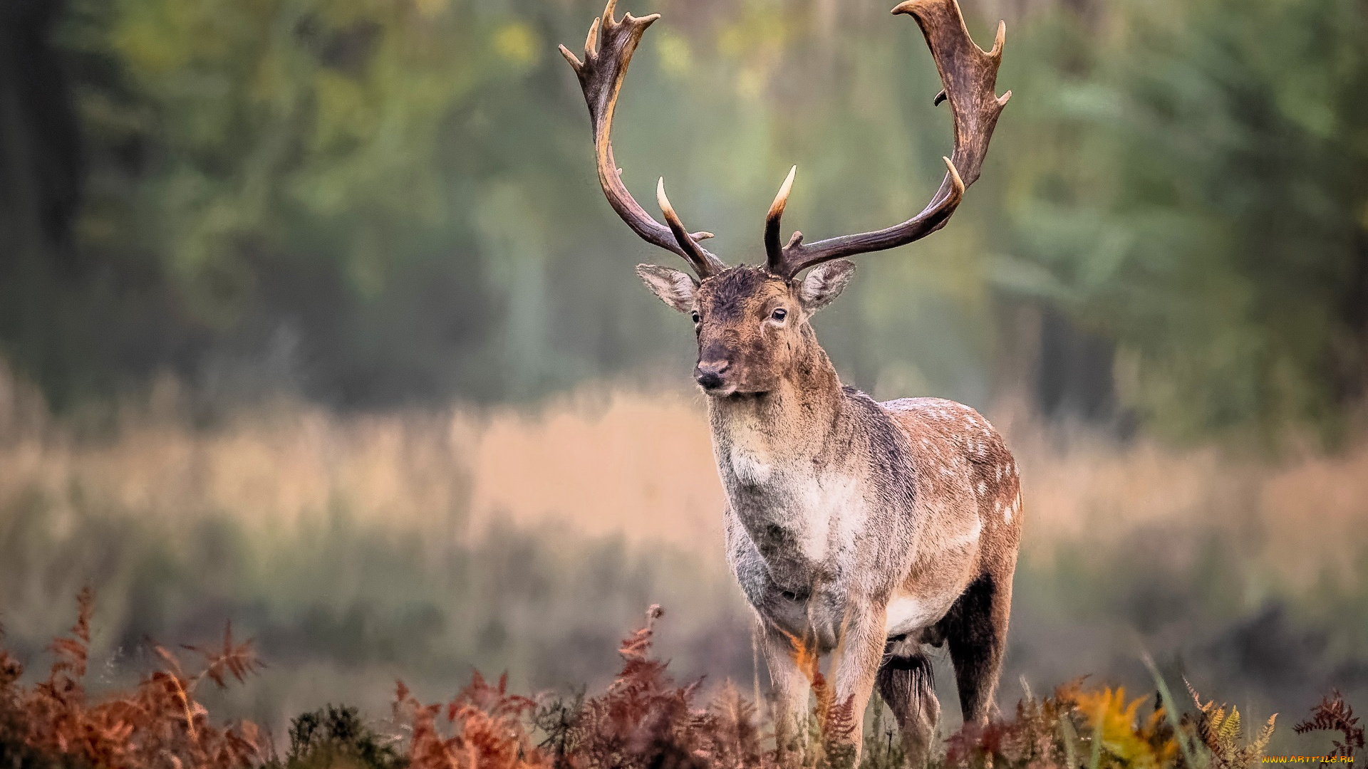 животные, олени, лань, рога, луг, трава, лес