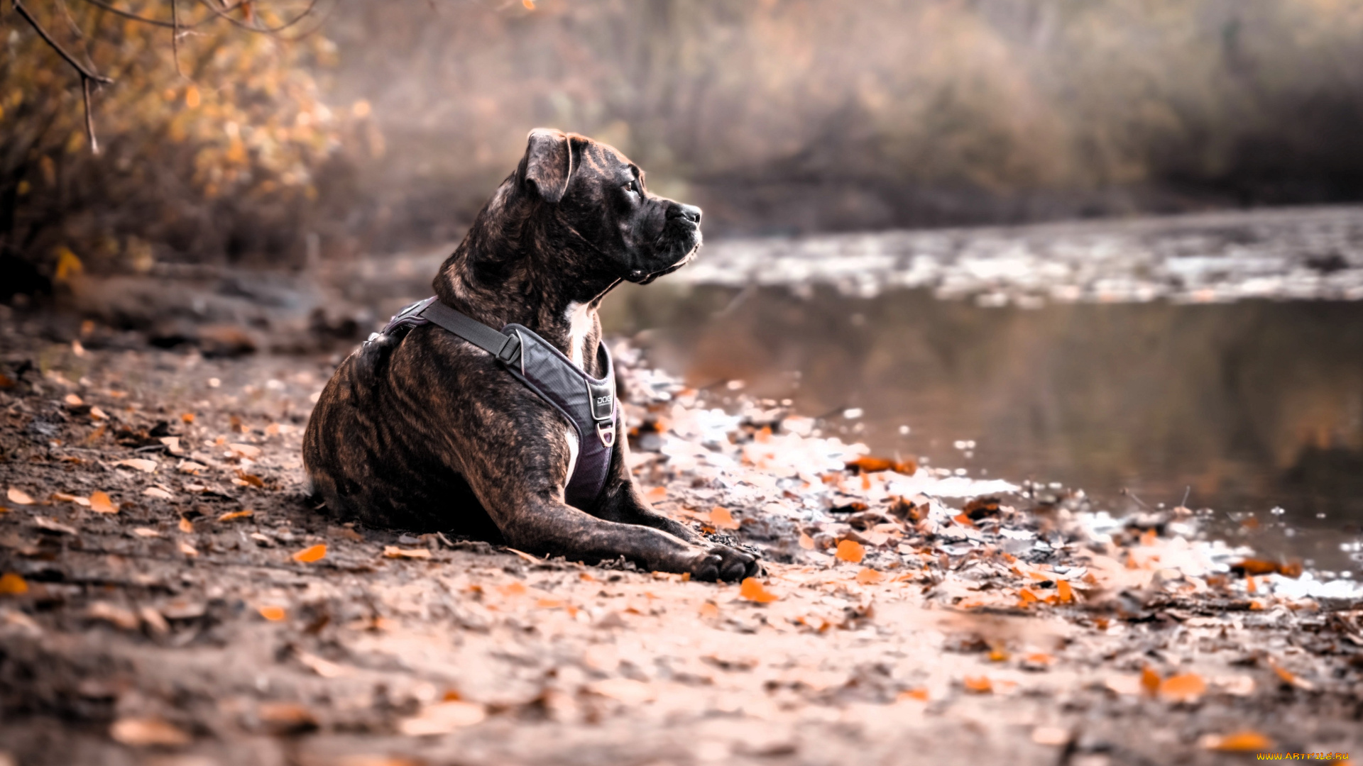 животные, собаки, питбуль, собака, озеро, деревья, осень, листья