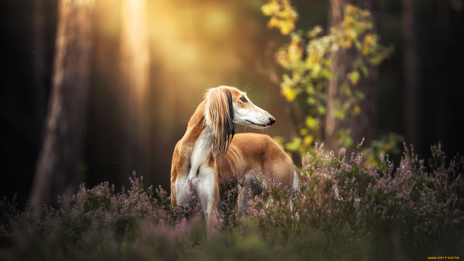 животные, собаки, собака, салюки, лес, трава