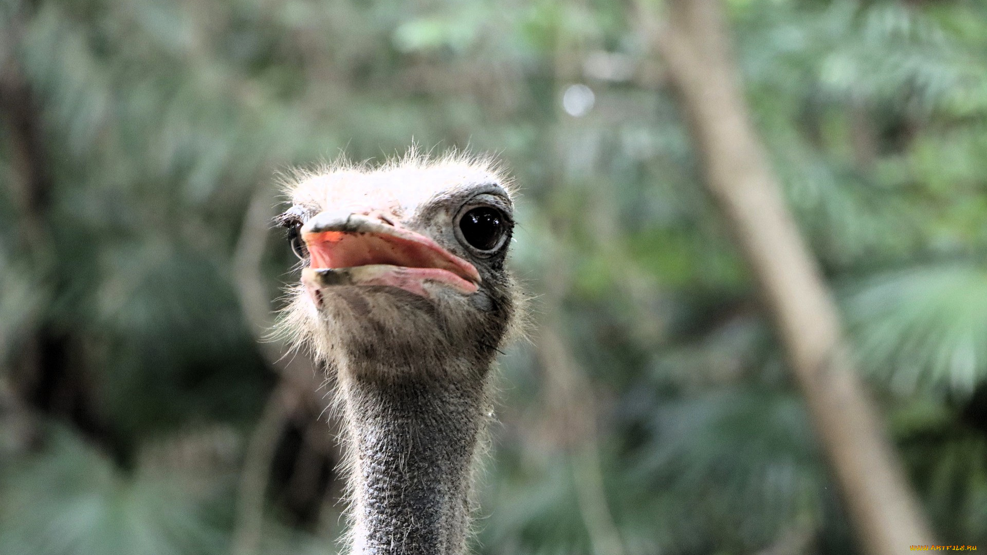 животные, страусы, страус, голова, клюв