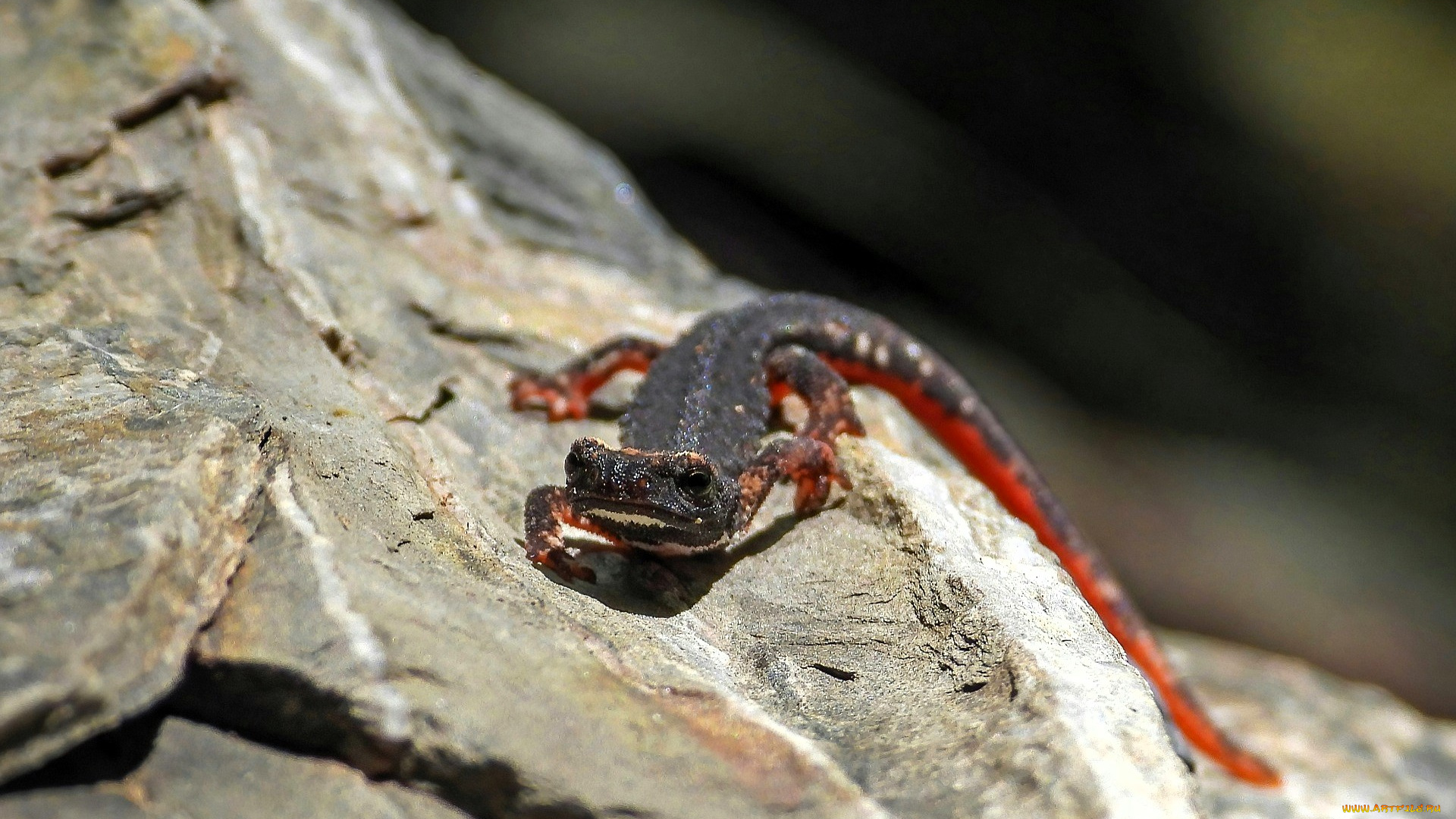 животные, ящерицы, , игуаны, , вараны, ящерица, камень