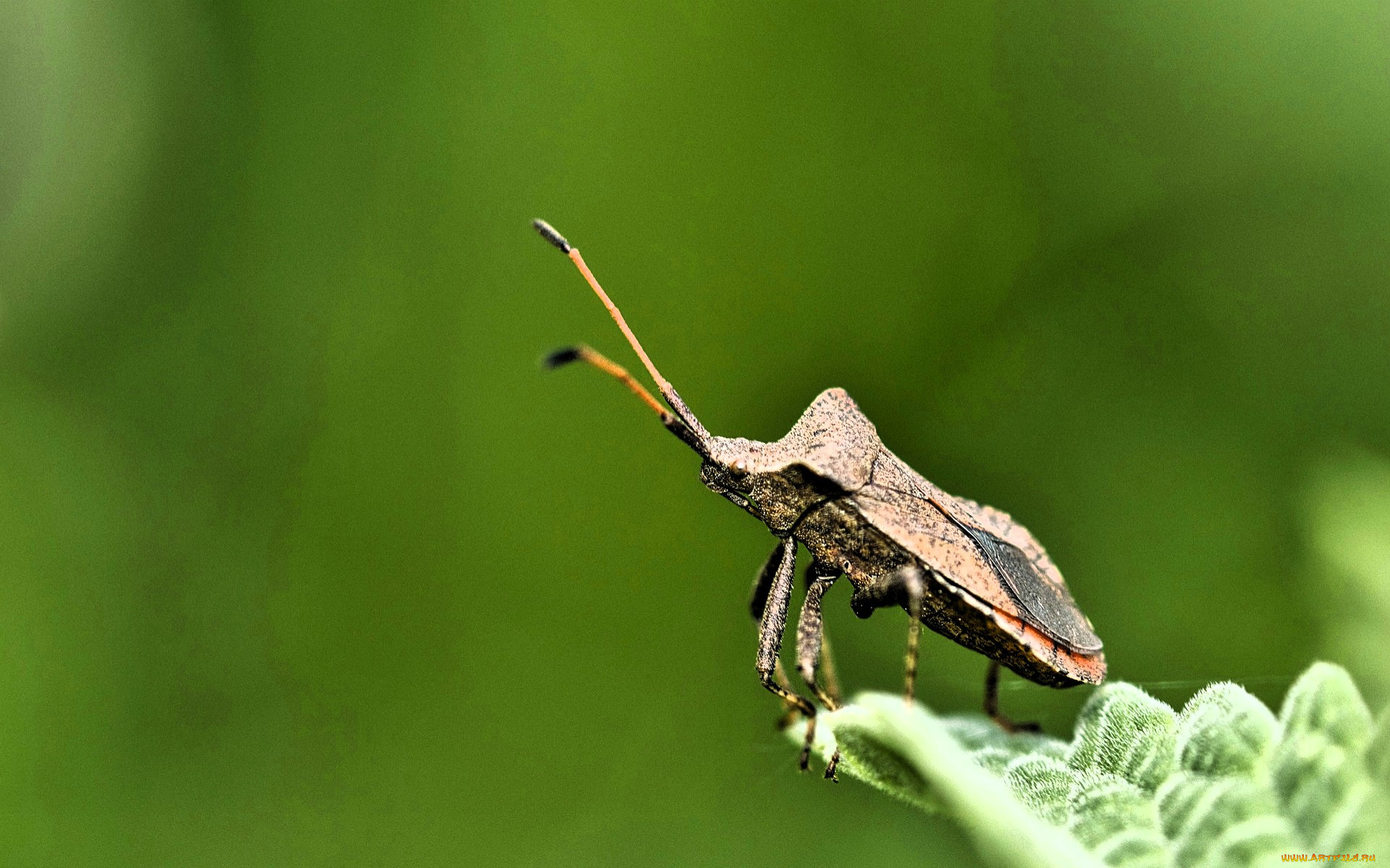 животные, насекомые, жук, лист