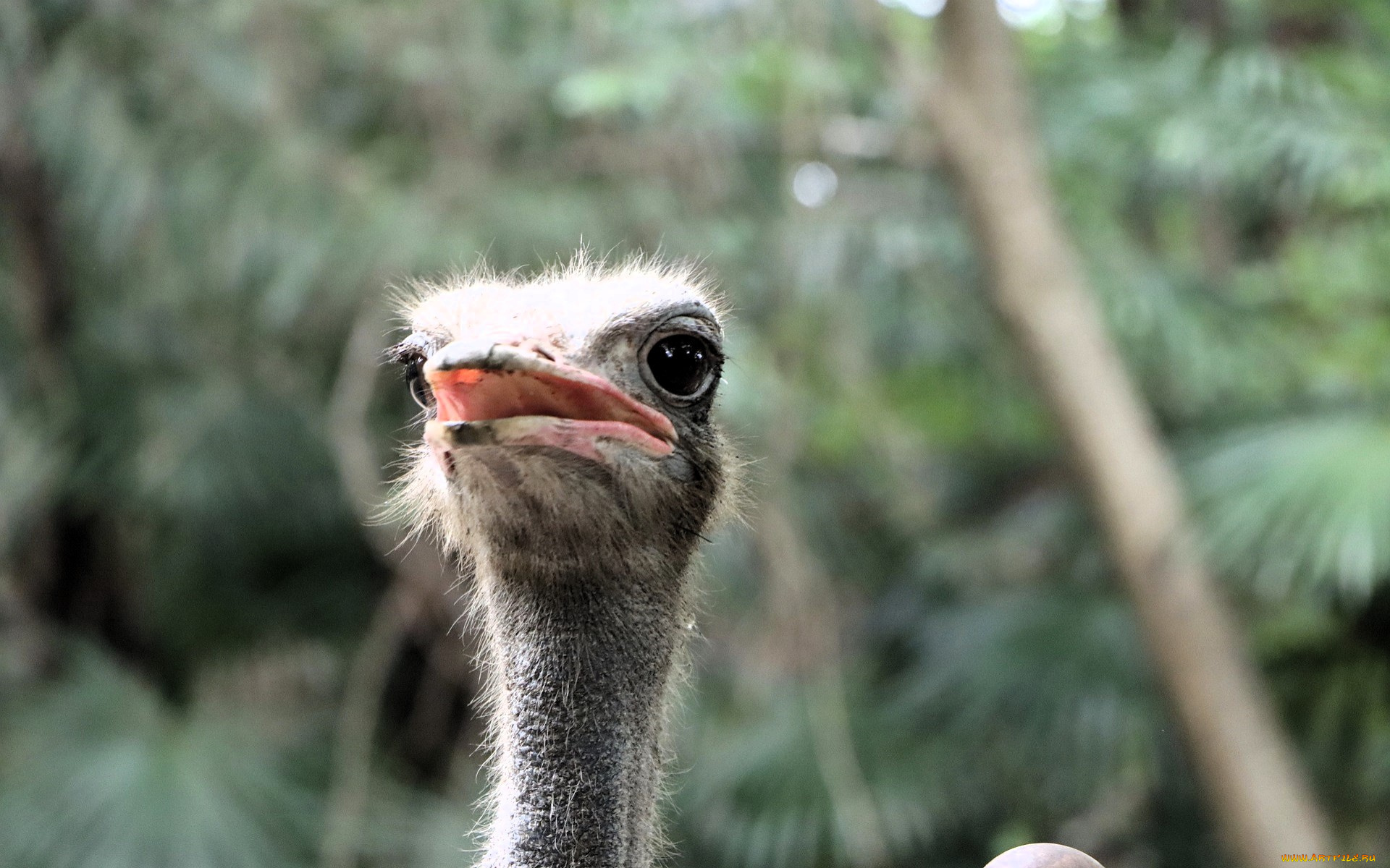животные, страусы, страус, голова, клюв