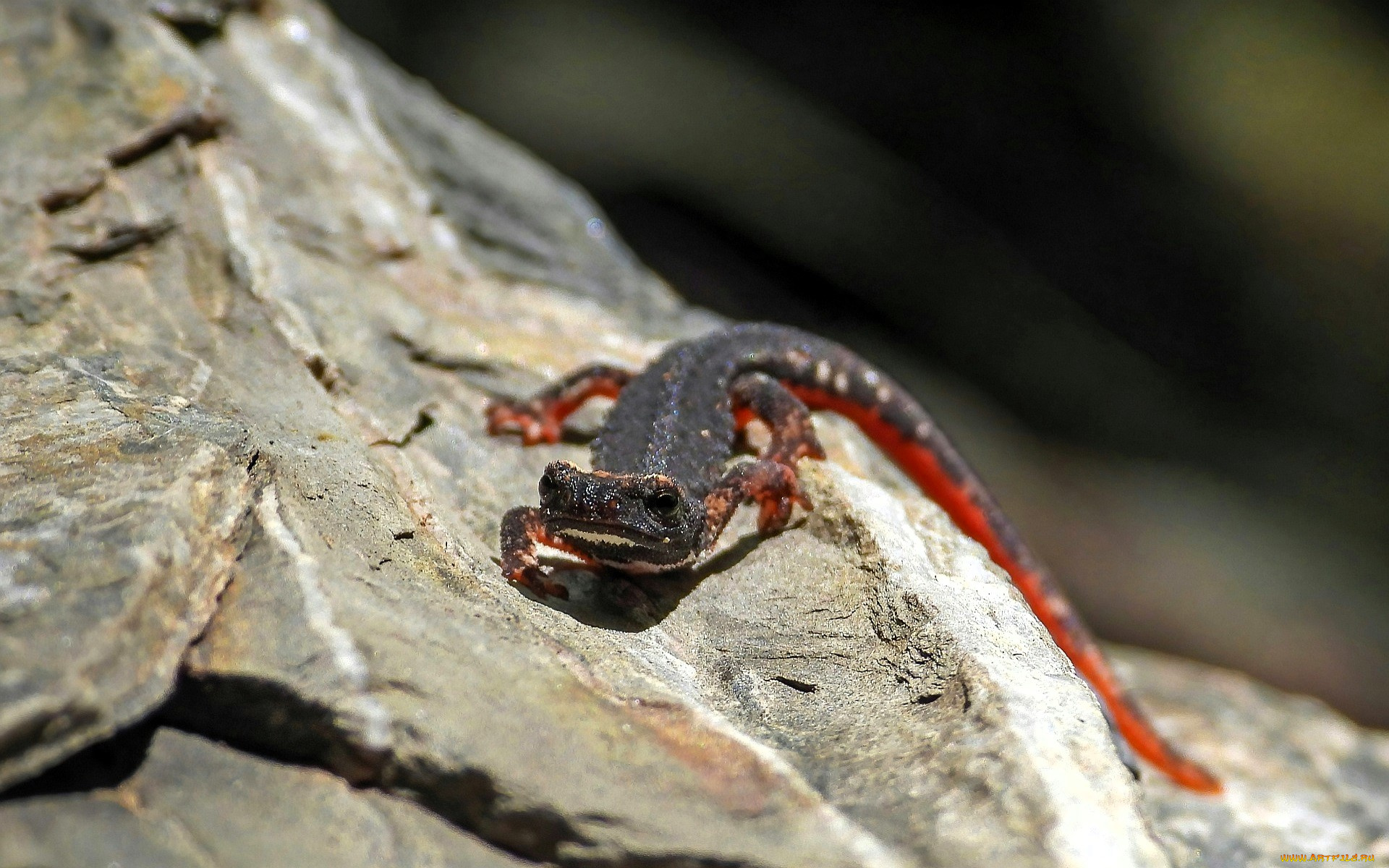 животные, ящерицы, , игуаны, , вараны, ящерица, камень