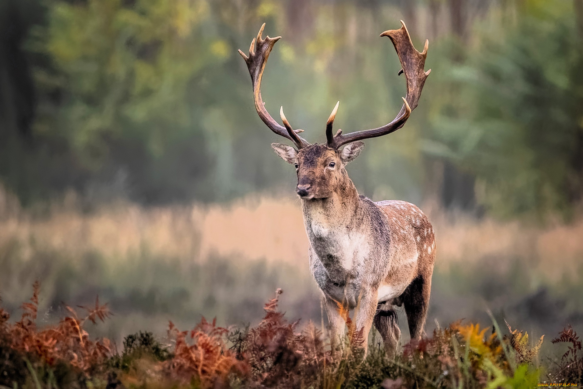 животные, олени, лань, рога, луг, трава, лес