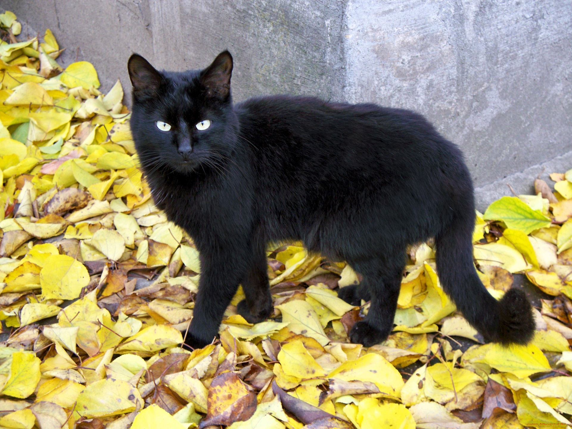 животные, коты, кот, черный, листья, осень, угол