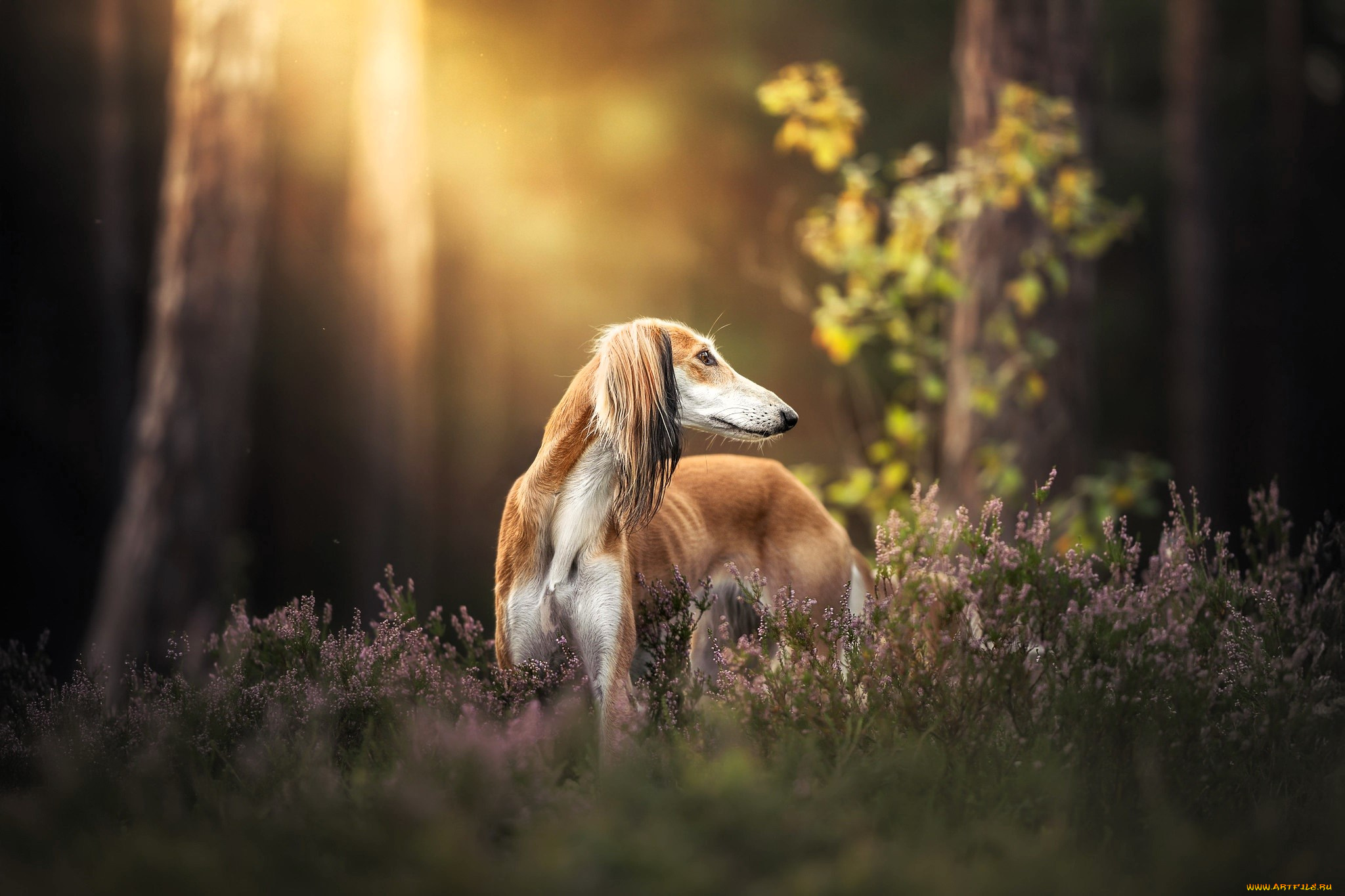 животные, собаки, собака, салюки, лес, трава