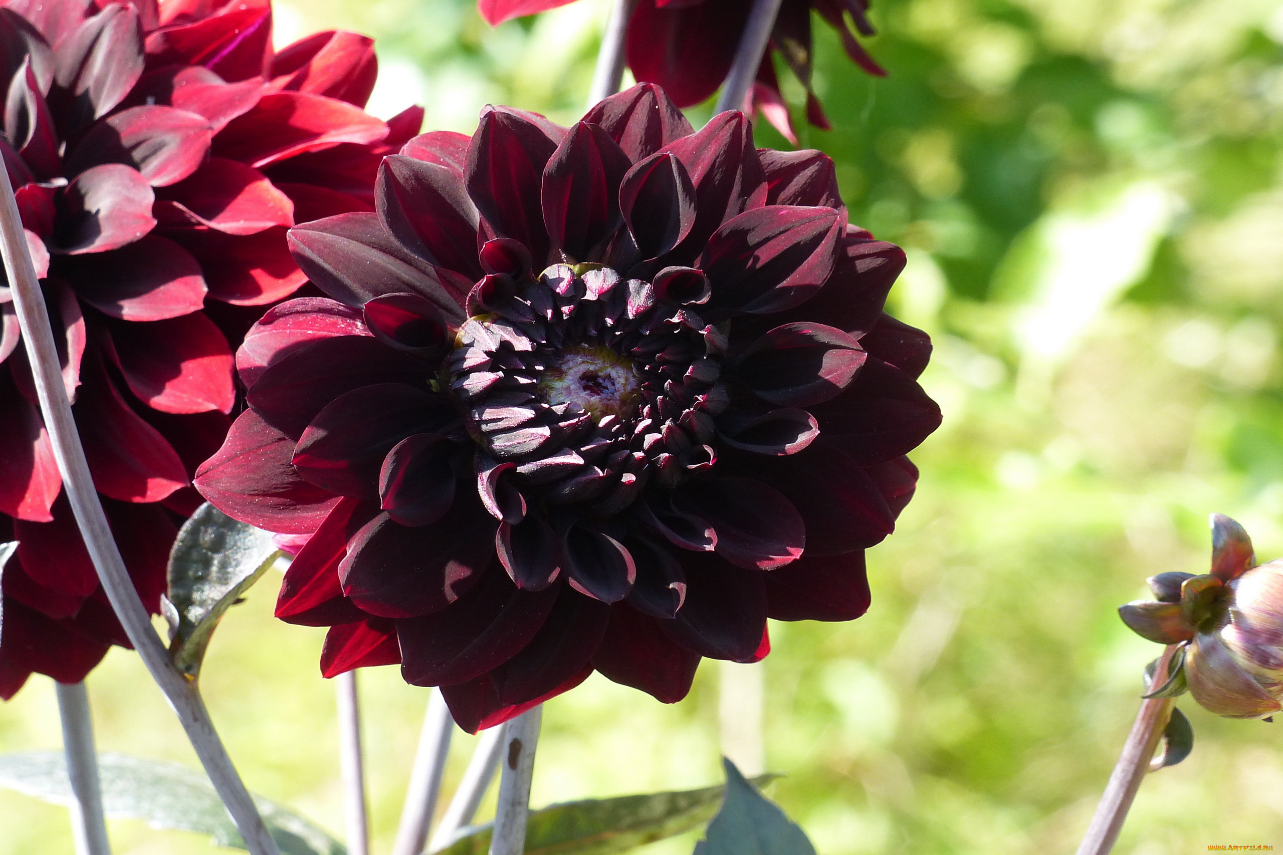 цветы, георгины, макро, георгин, бордо