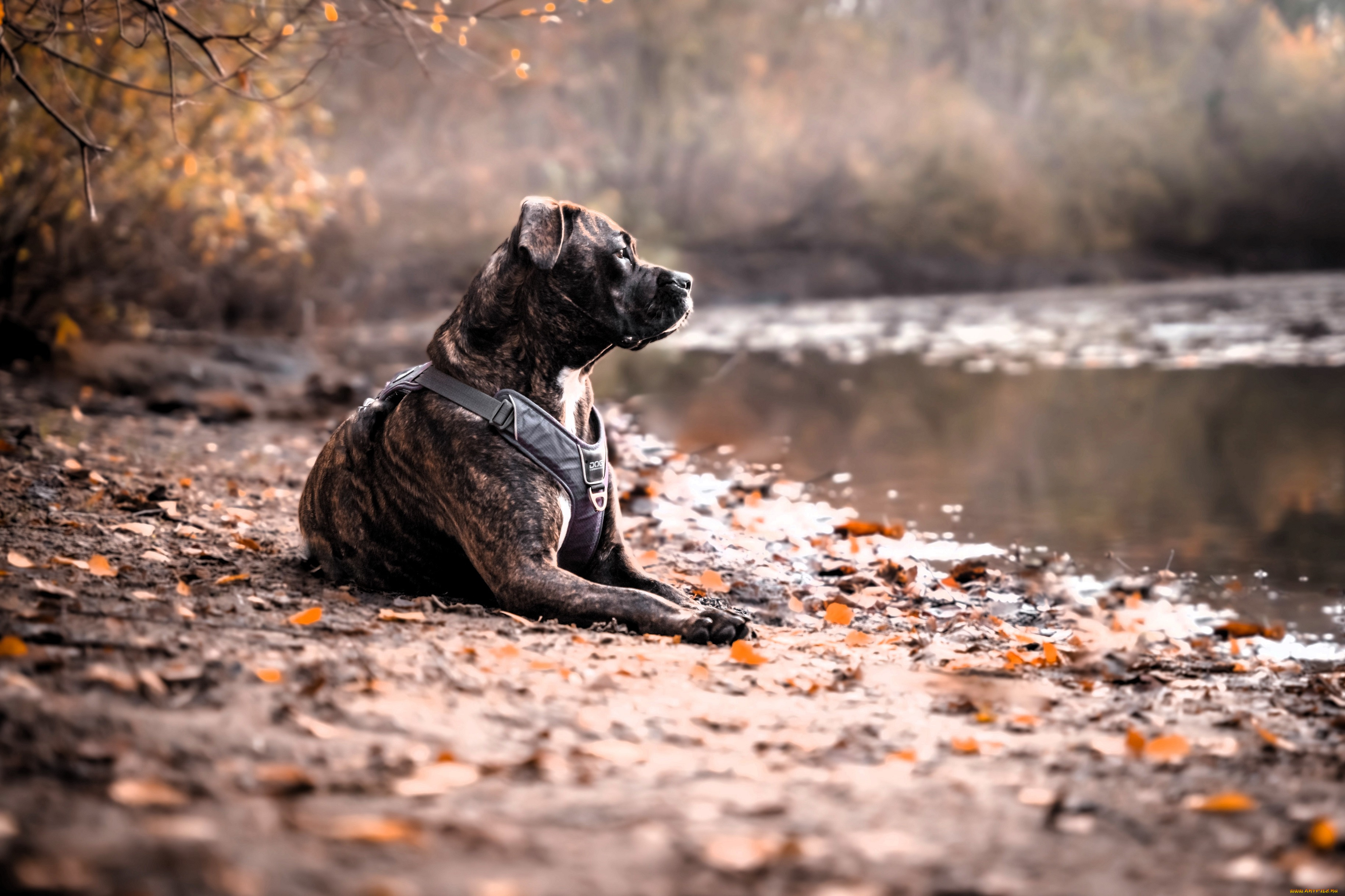 животные, собаки, питбуль, собака, озеро, деревья, осень, листья