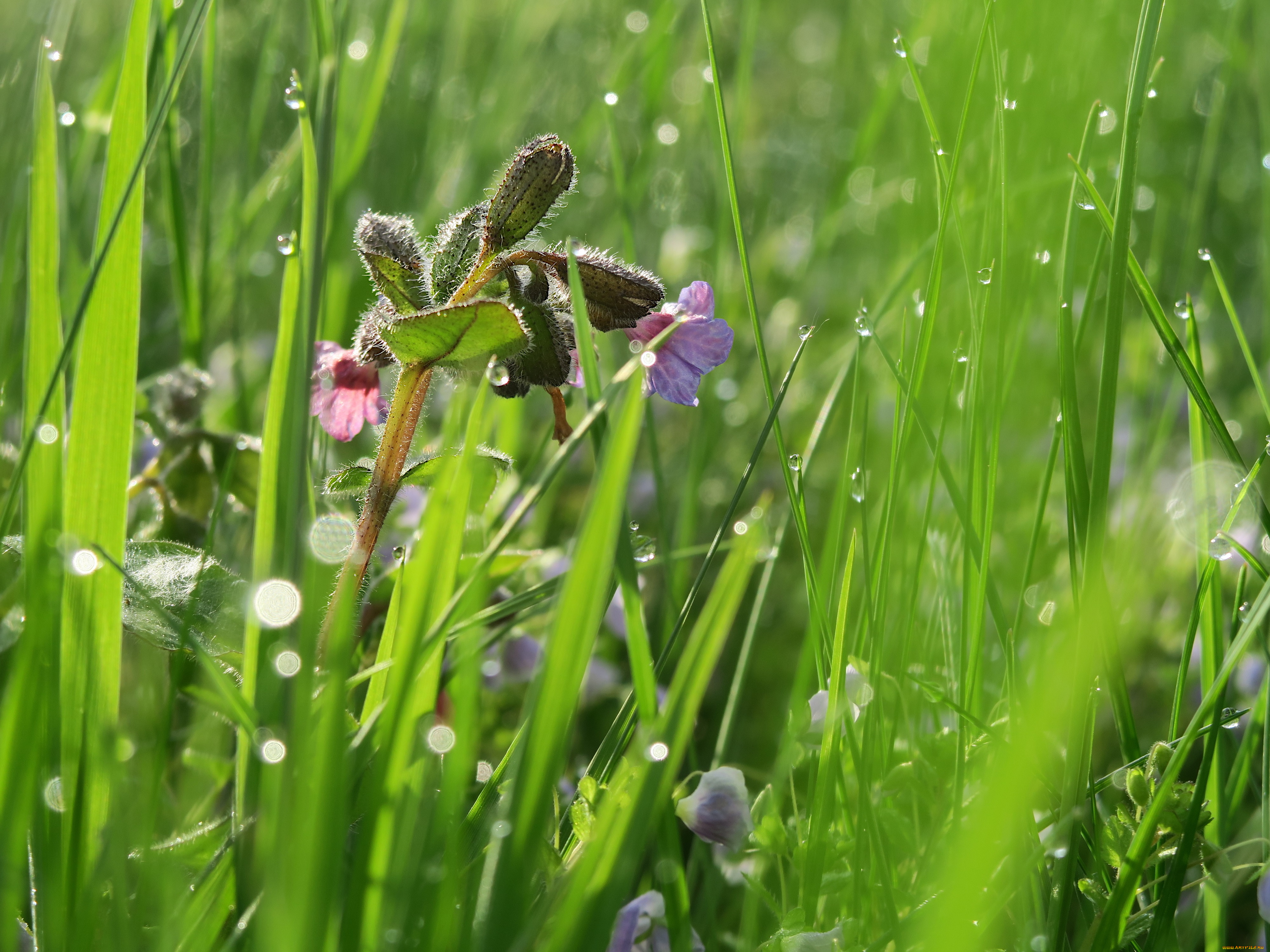цветы, луговые, , полевые, , цветы, луг