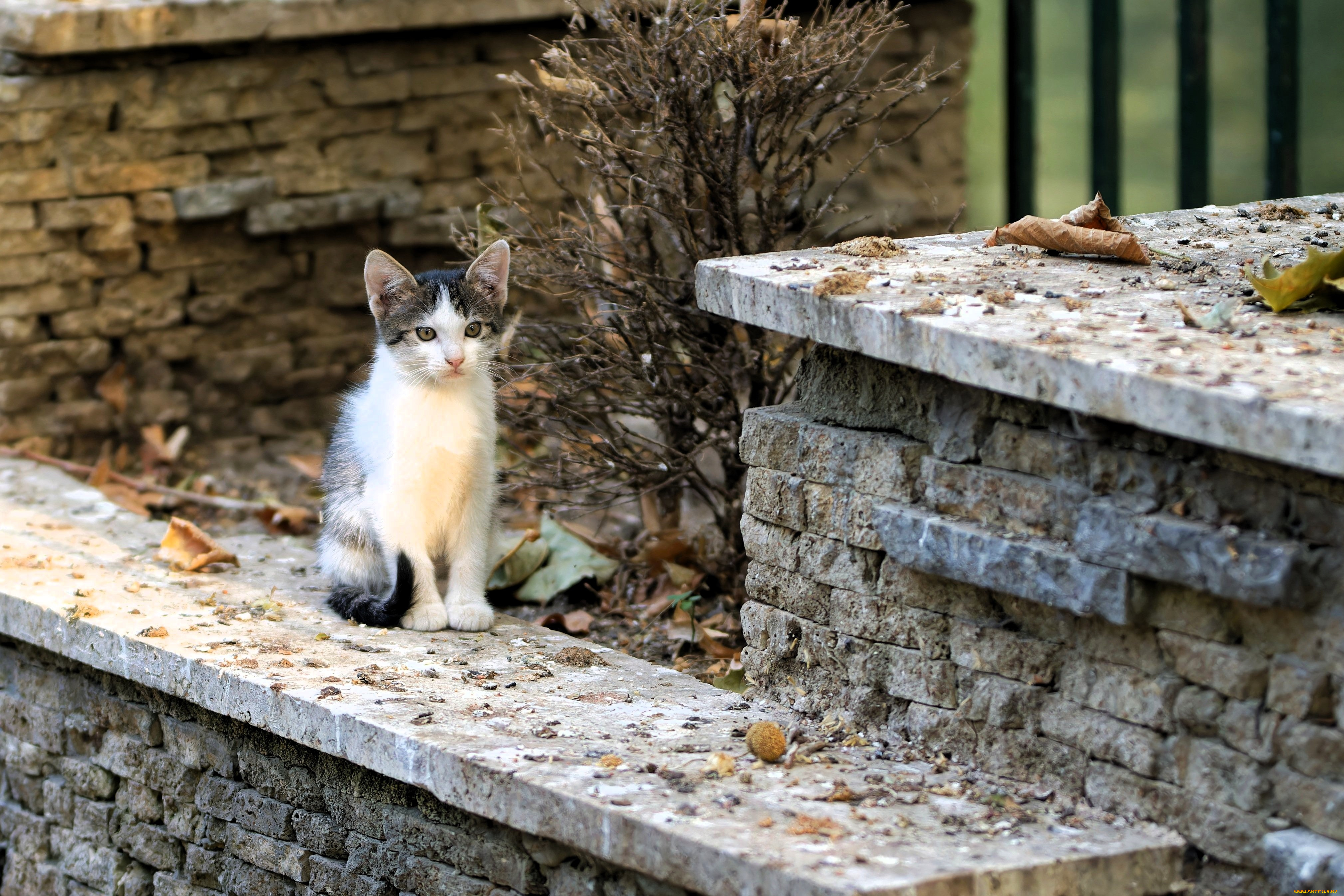 животные, коты, котенок, развалины, листья, осень