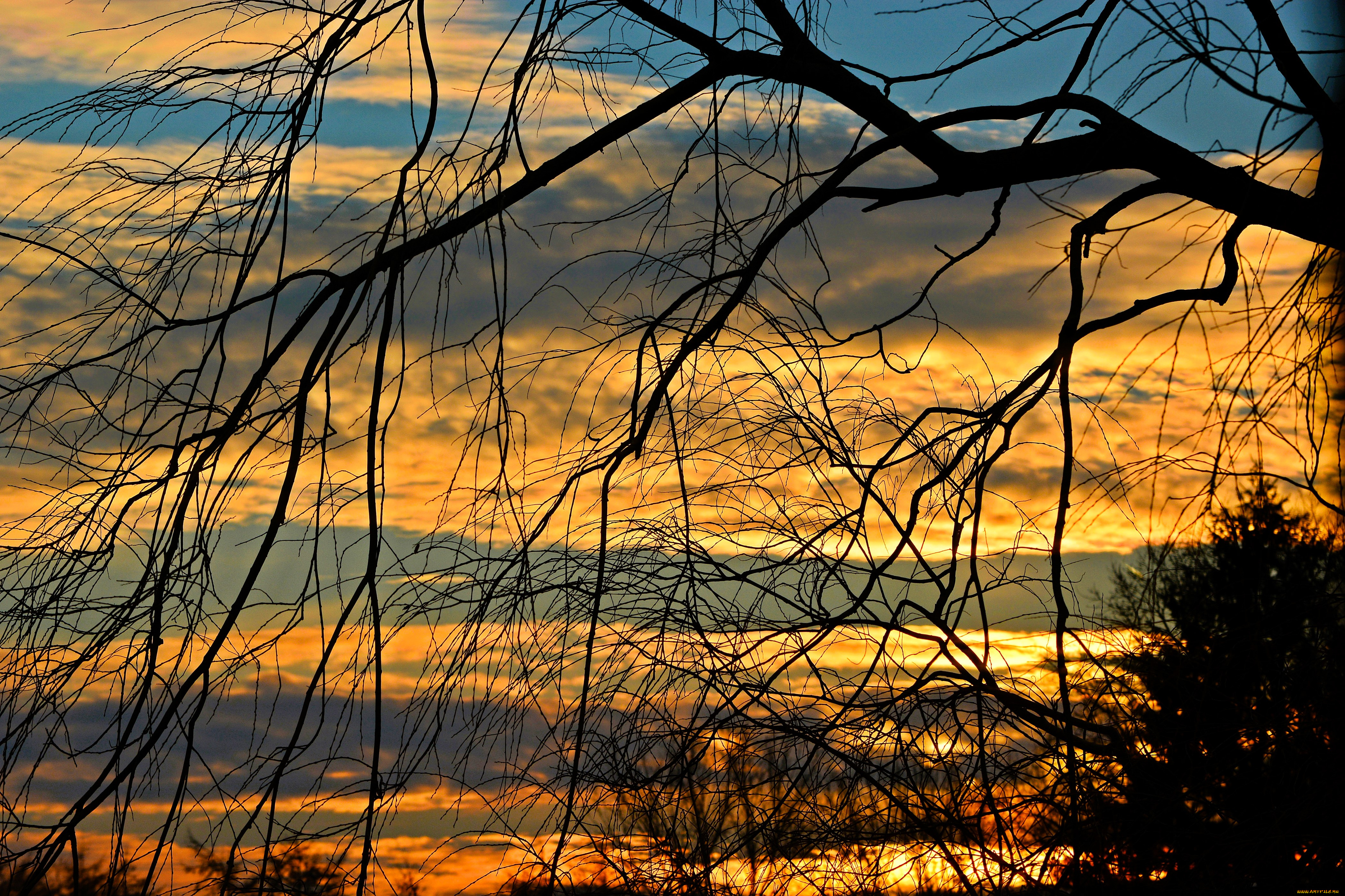природа, восходы, закаты, деревья, ветки, небо, закат