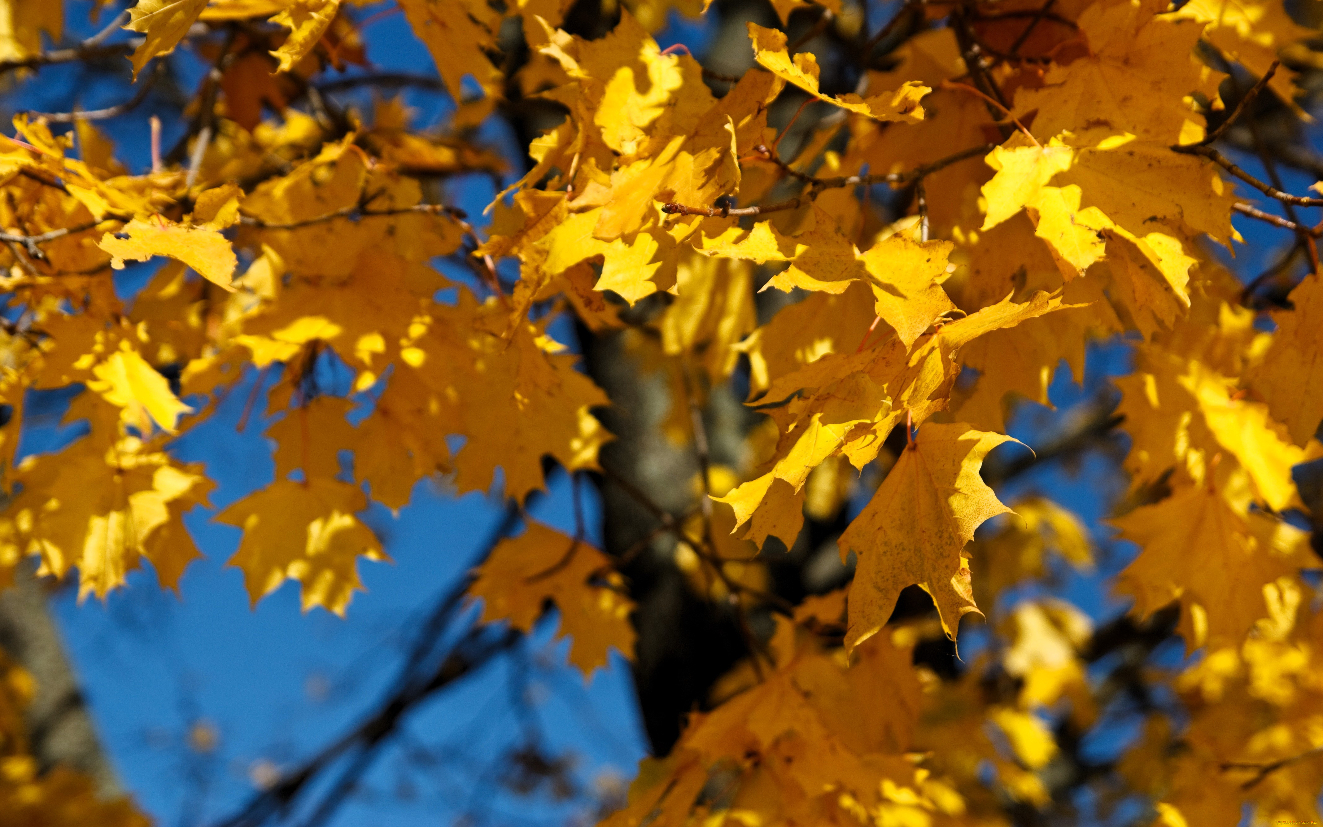 природа, листья, дерево, клен, осень