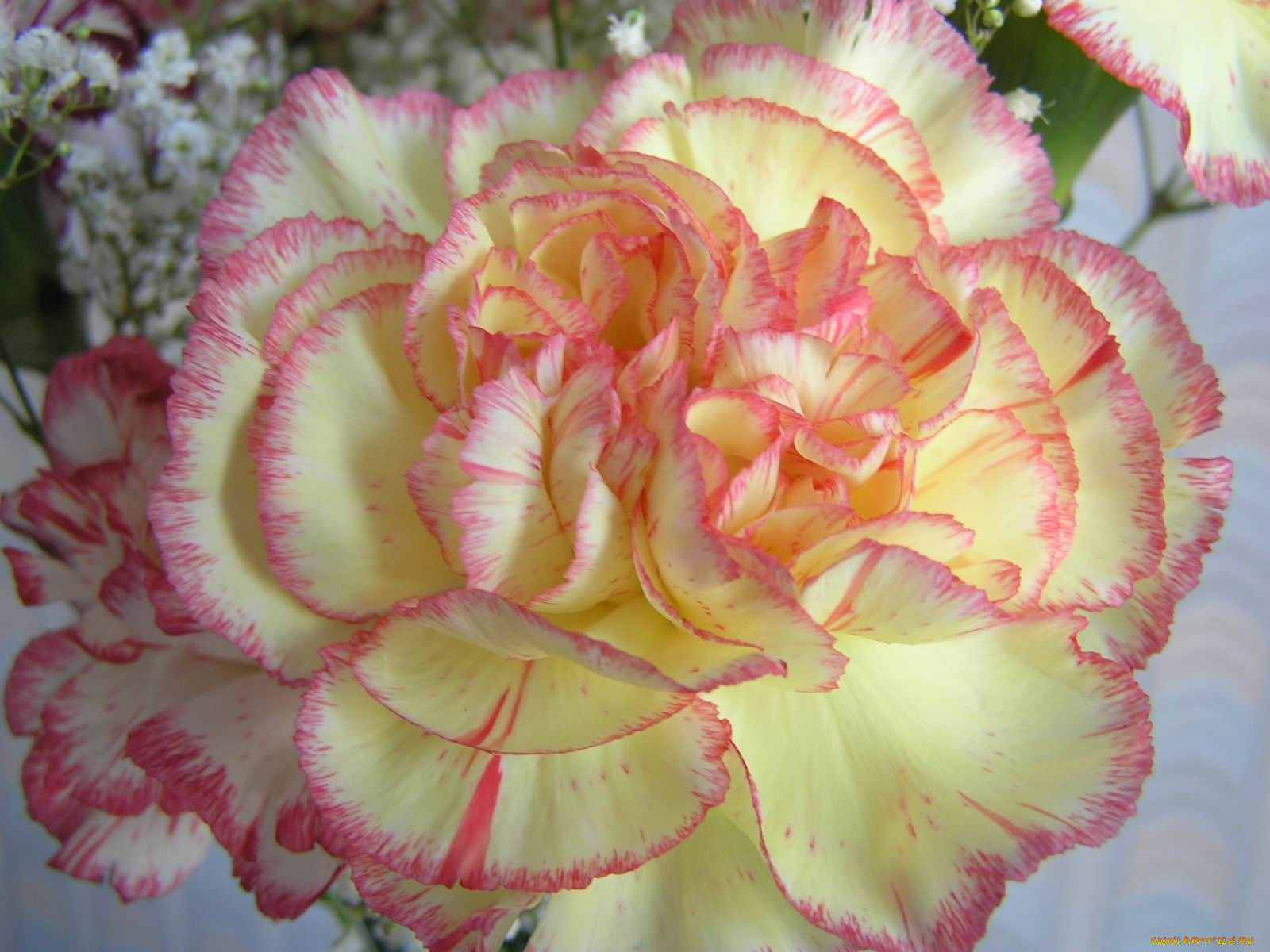 цветы, гвоздики