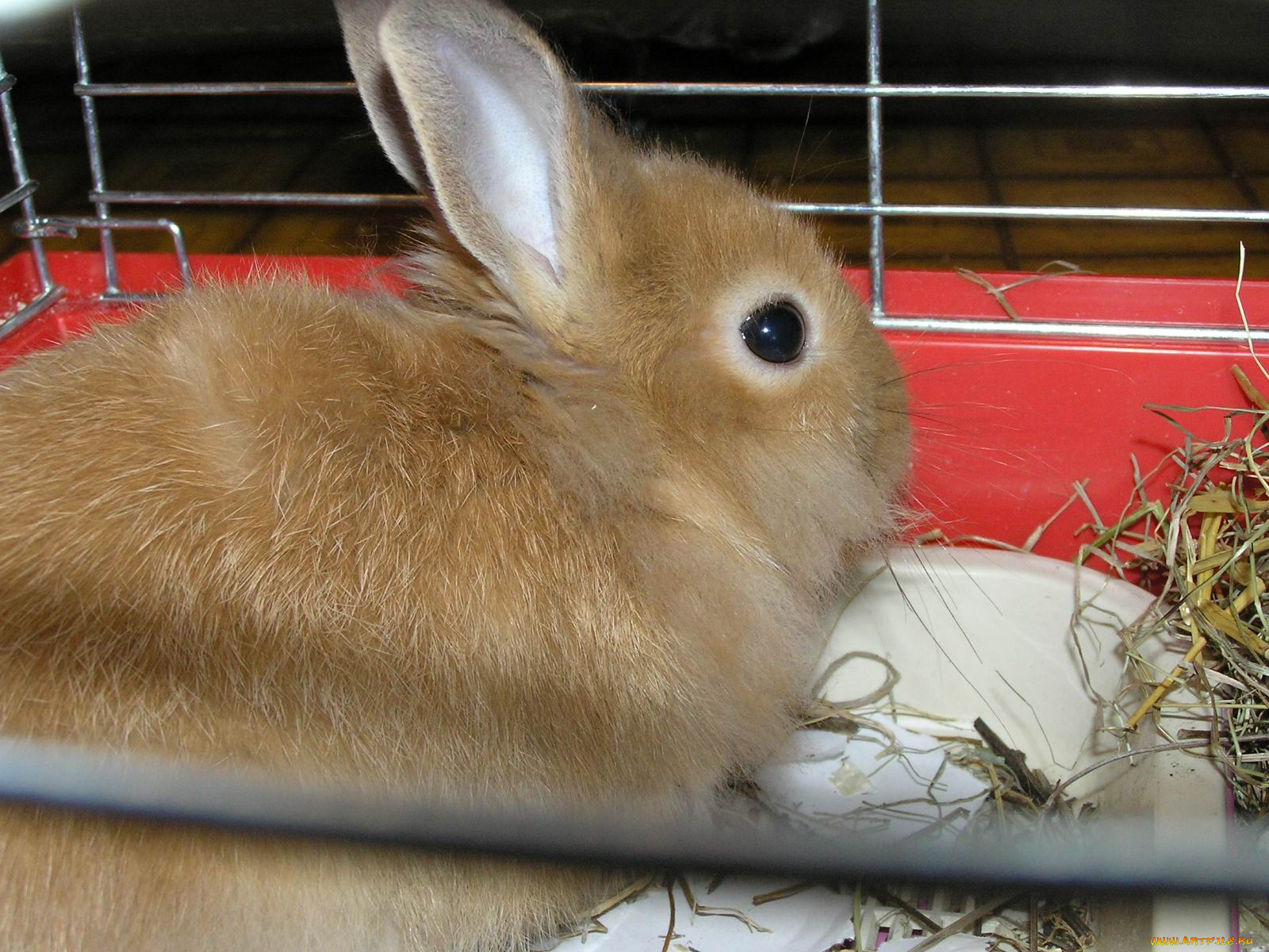 животные, кролики, зайцы