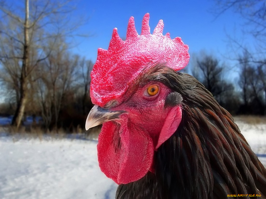 животные, куры, петухи