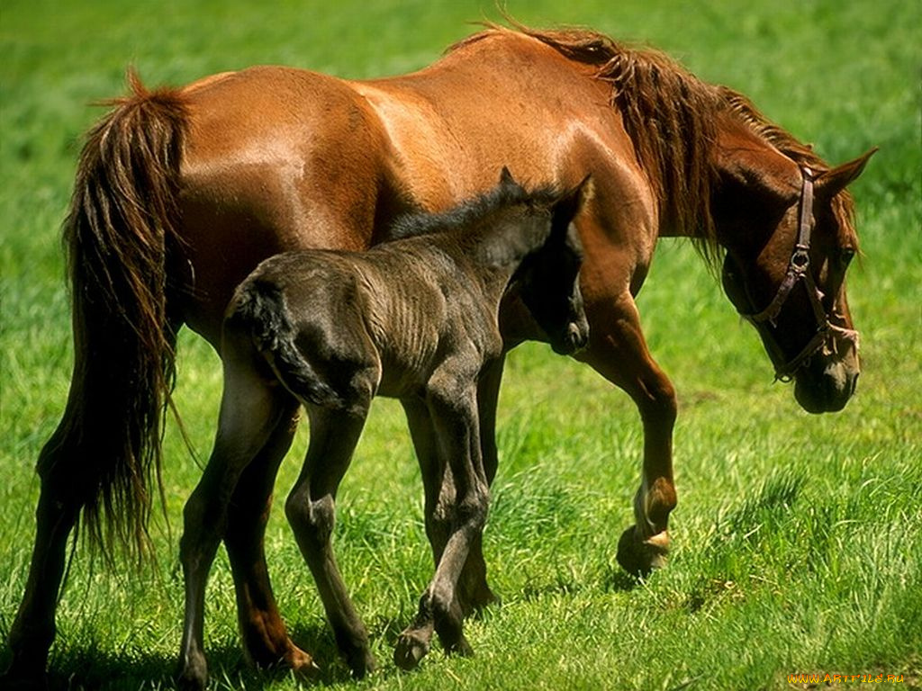 животные, лошади
