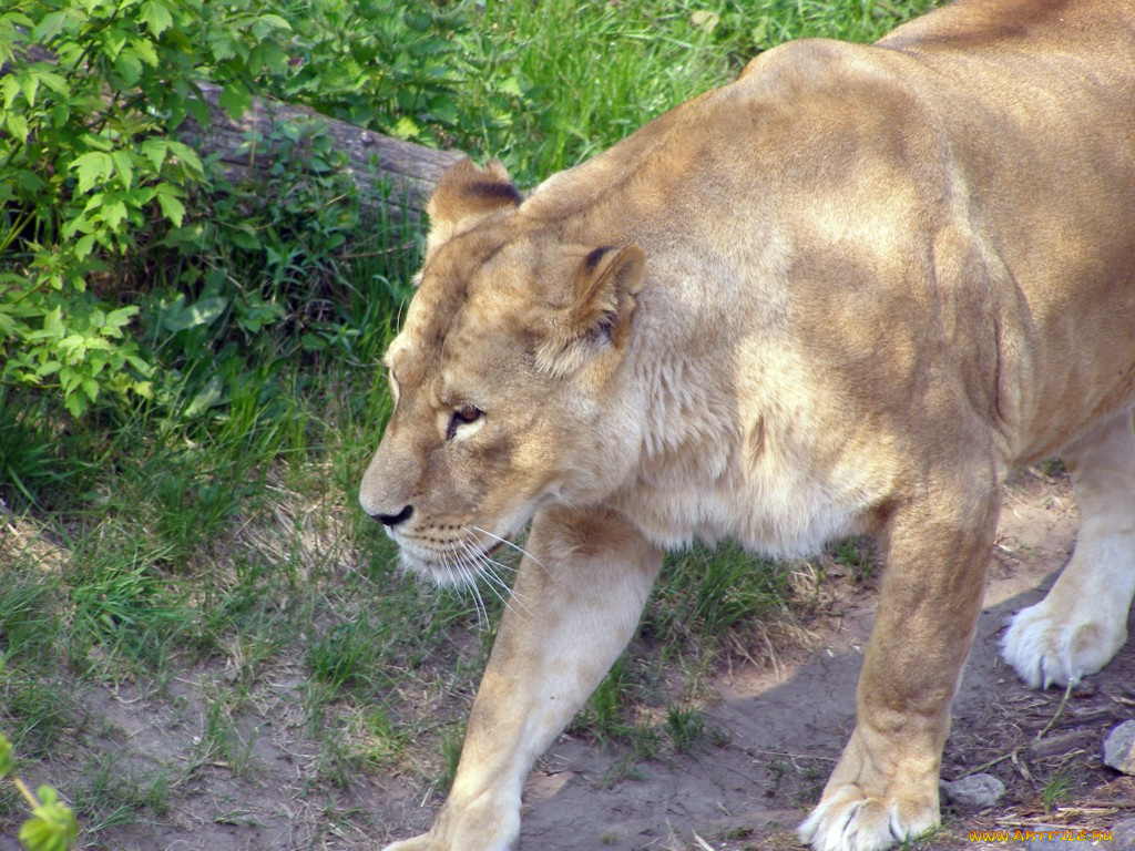 животные, львы