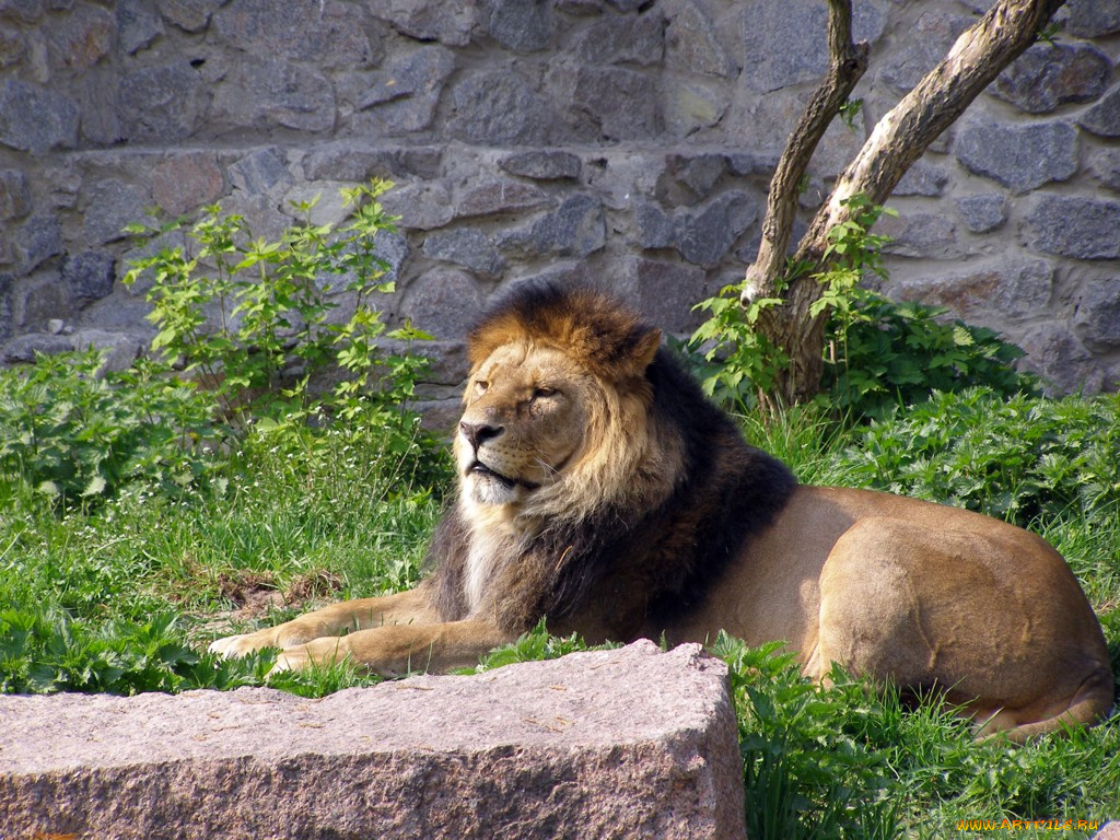 животные, львы