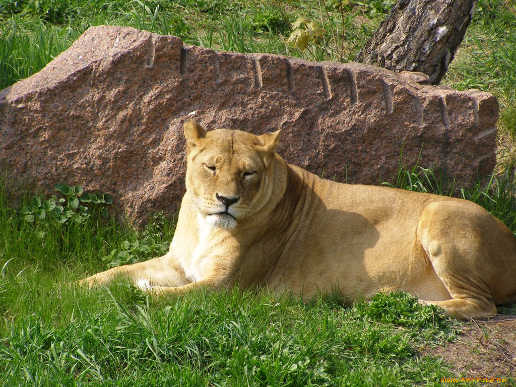 животные, львы