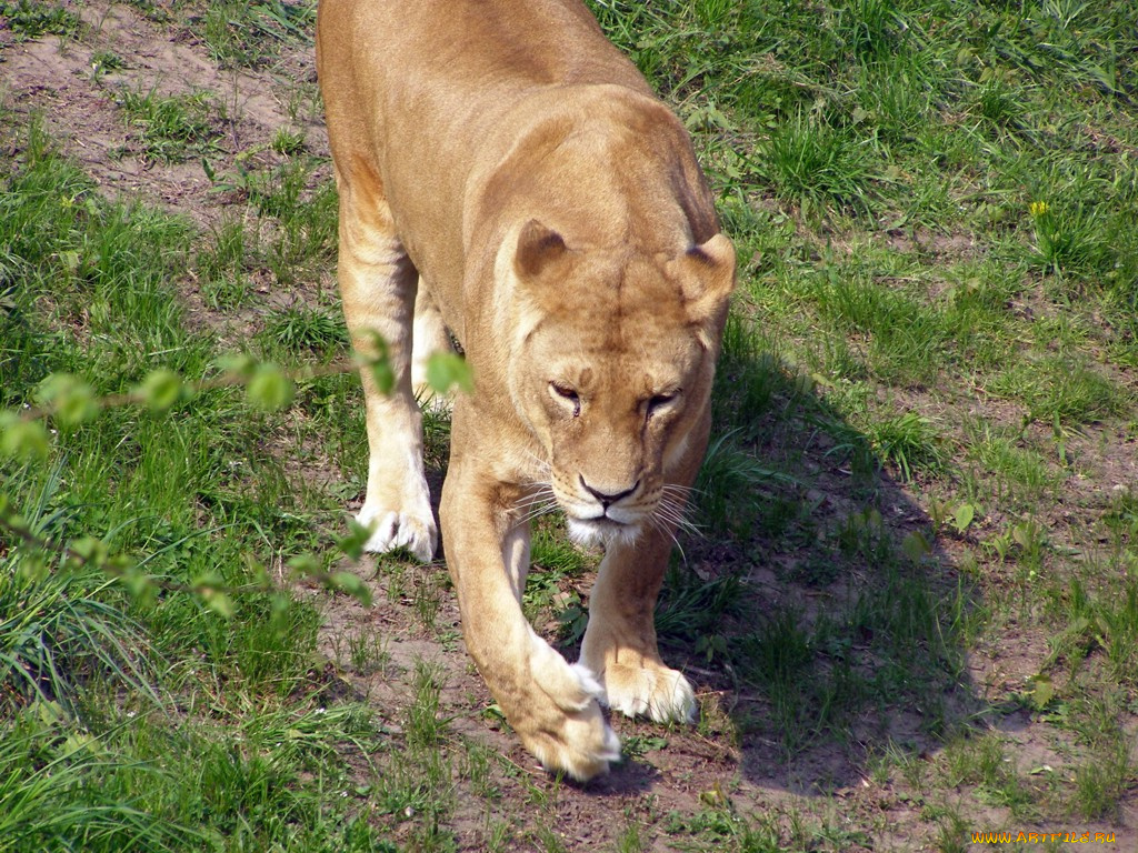 животные, львы