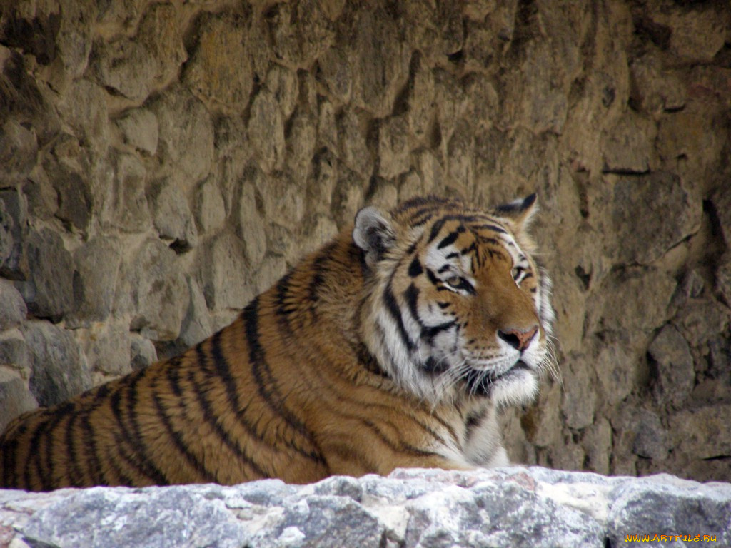 животные, тигры