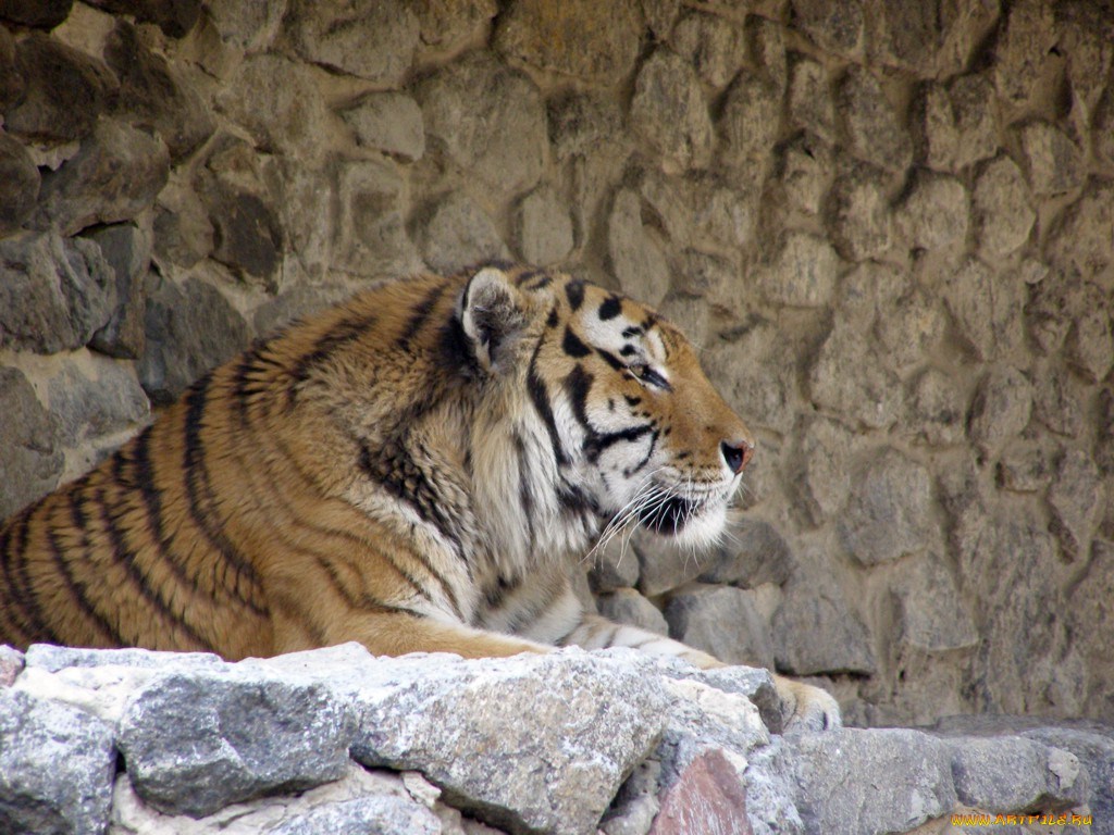 животные, тигры