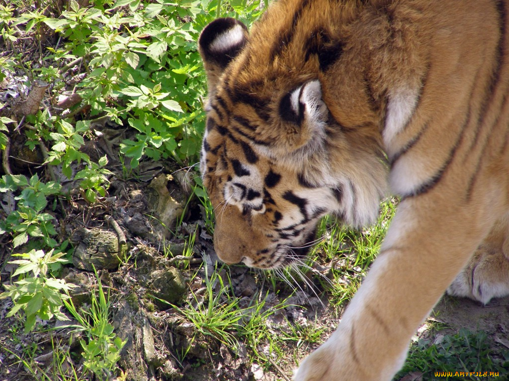 животные, тигры