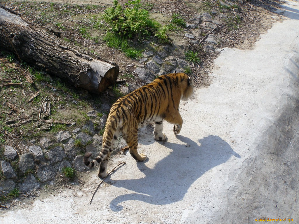 животные, тигры