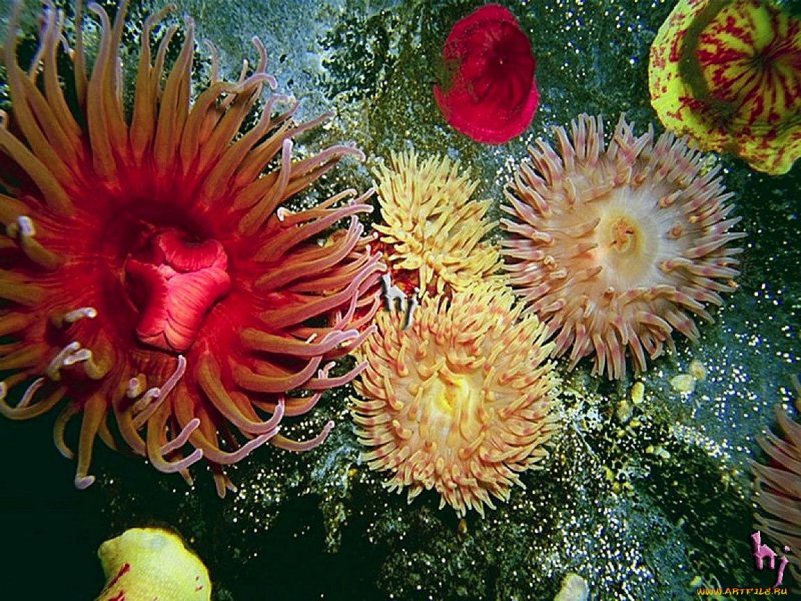 животные, морская, фауна