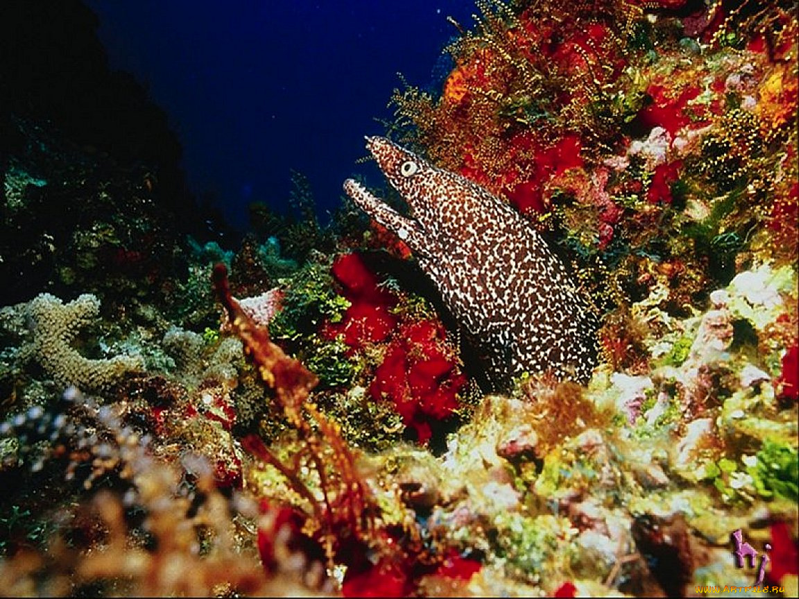 животные, мурены