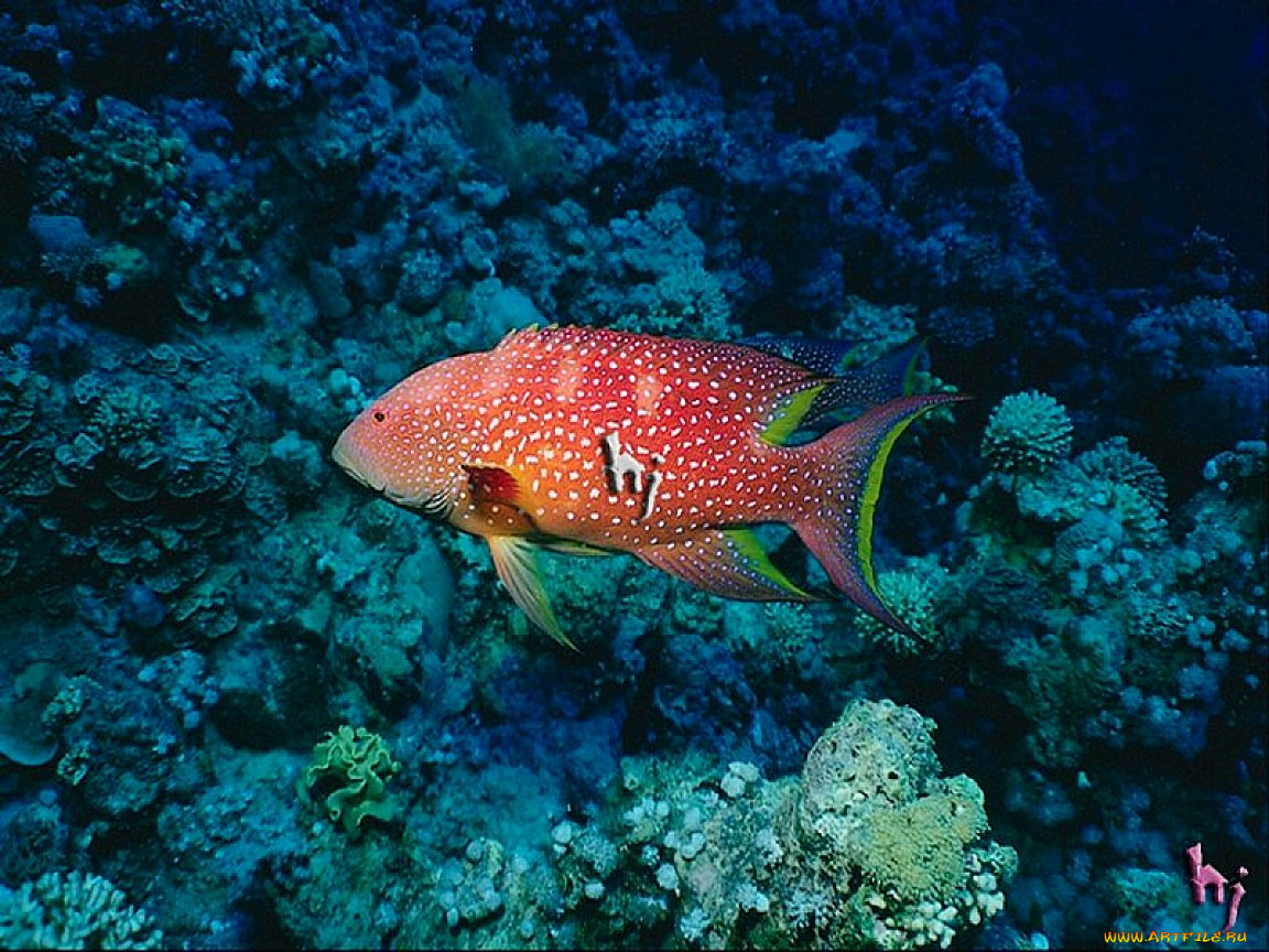 животные, рыбы