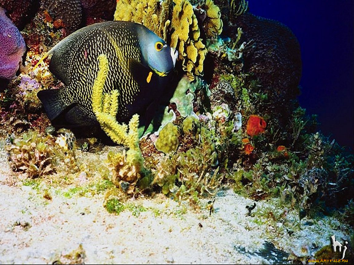 животные, рыбы